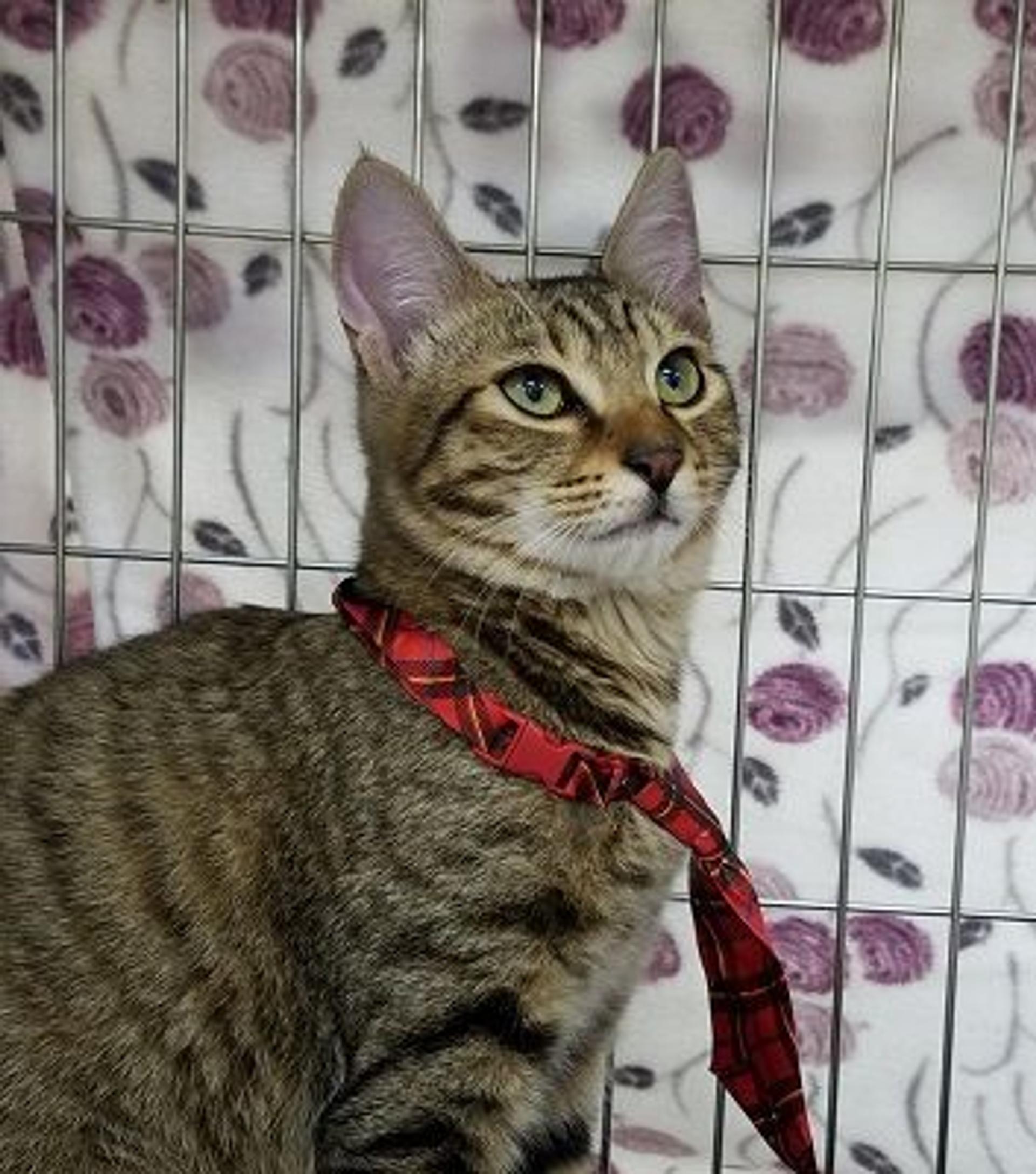pet-image-2