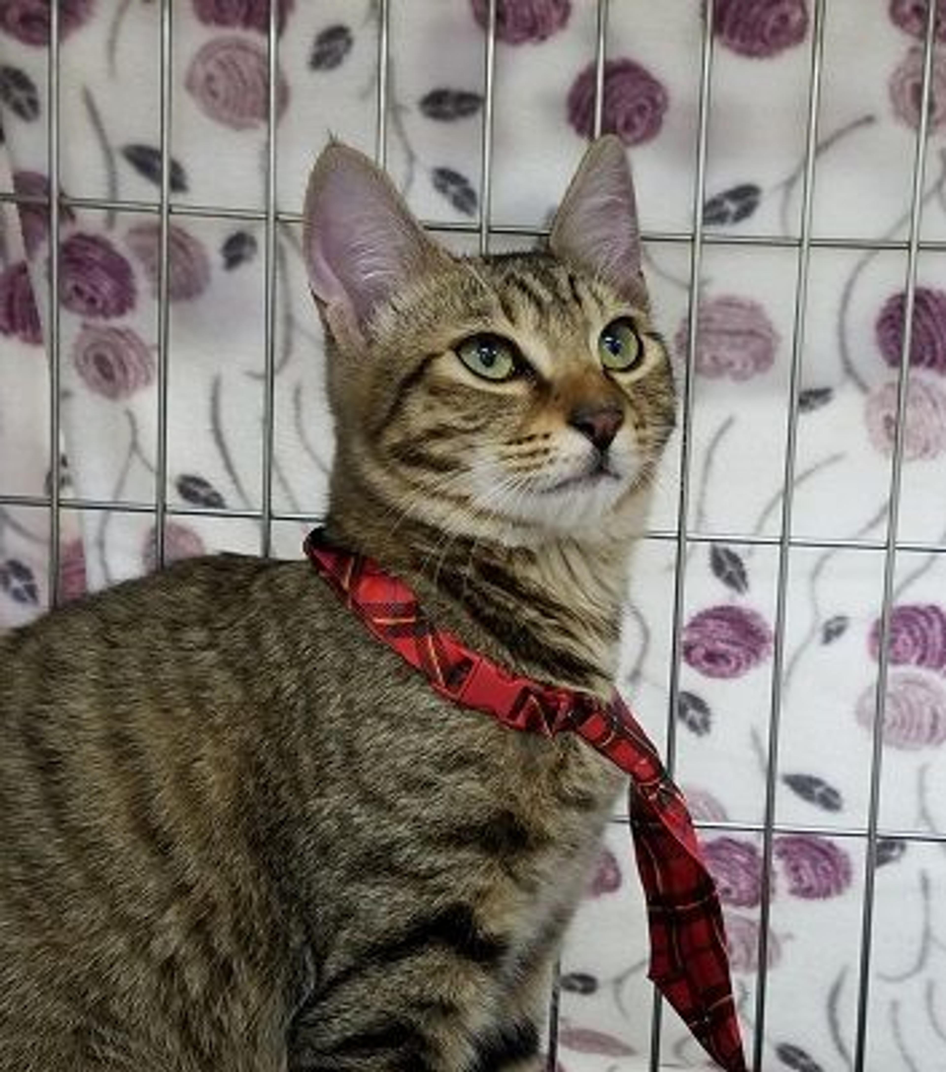 pet-image-2
