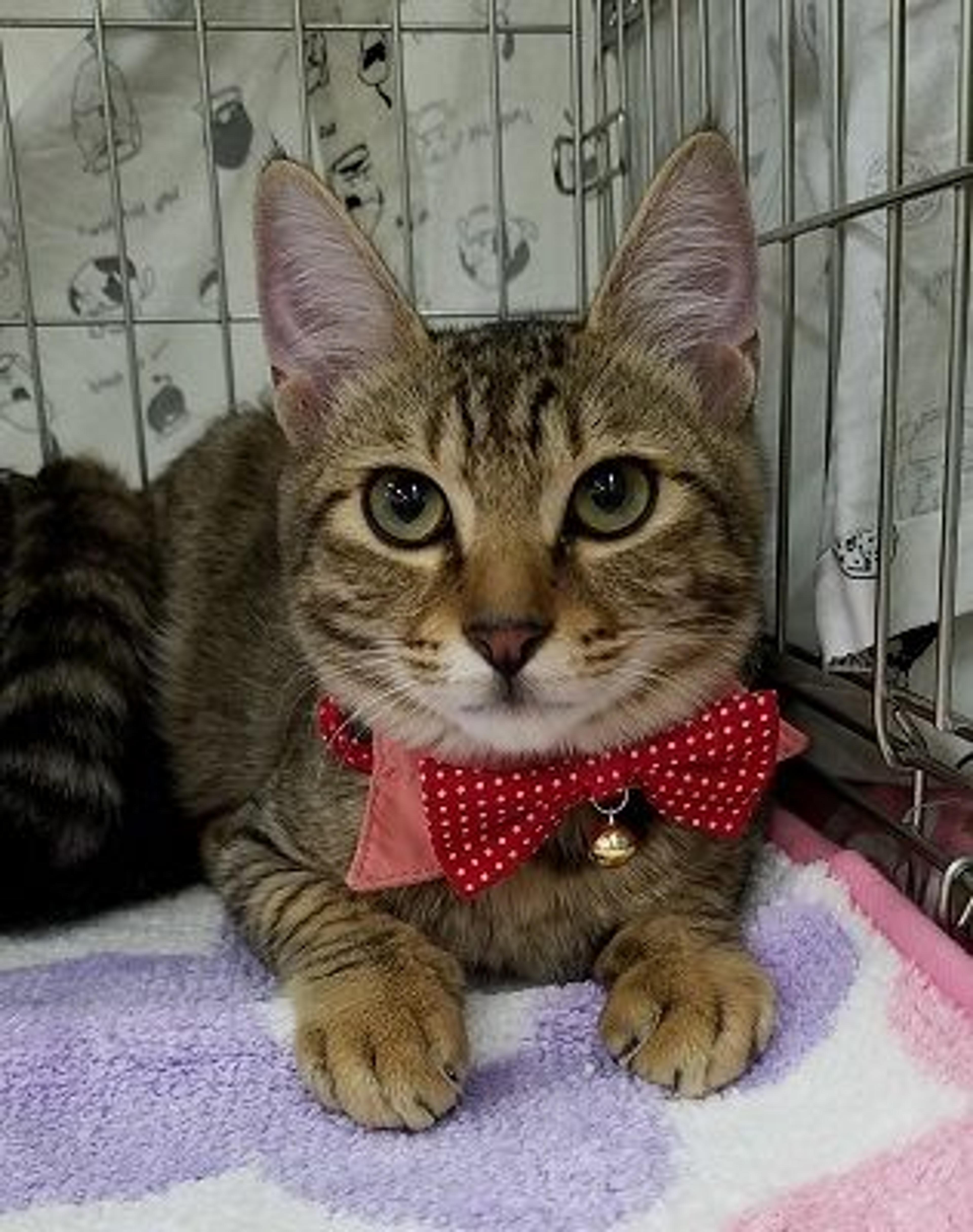 pet-image-3