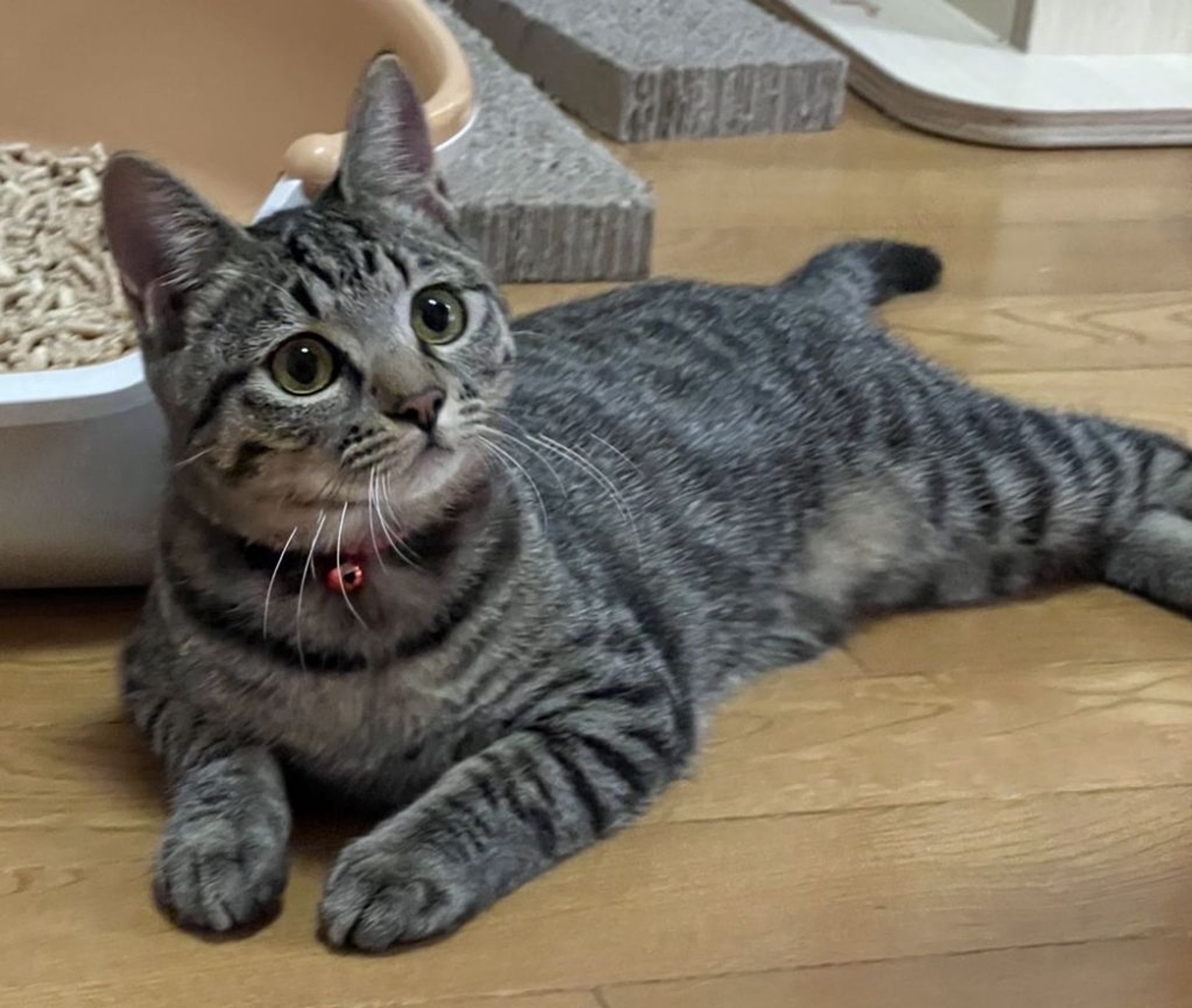 雑種（ミックス猫）・メスの里親募集の写真