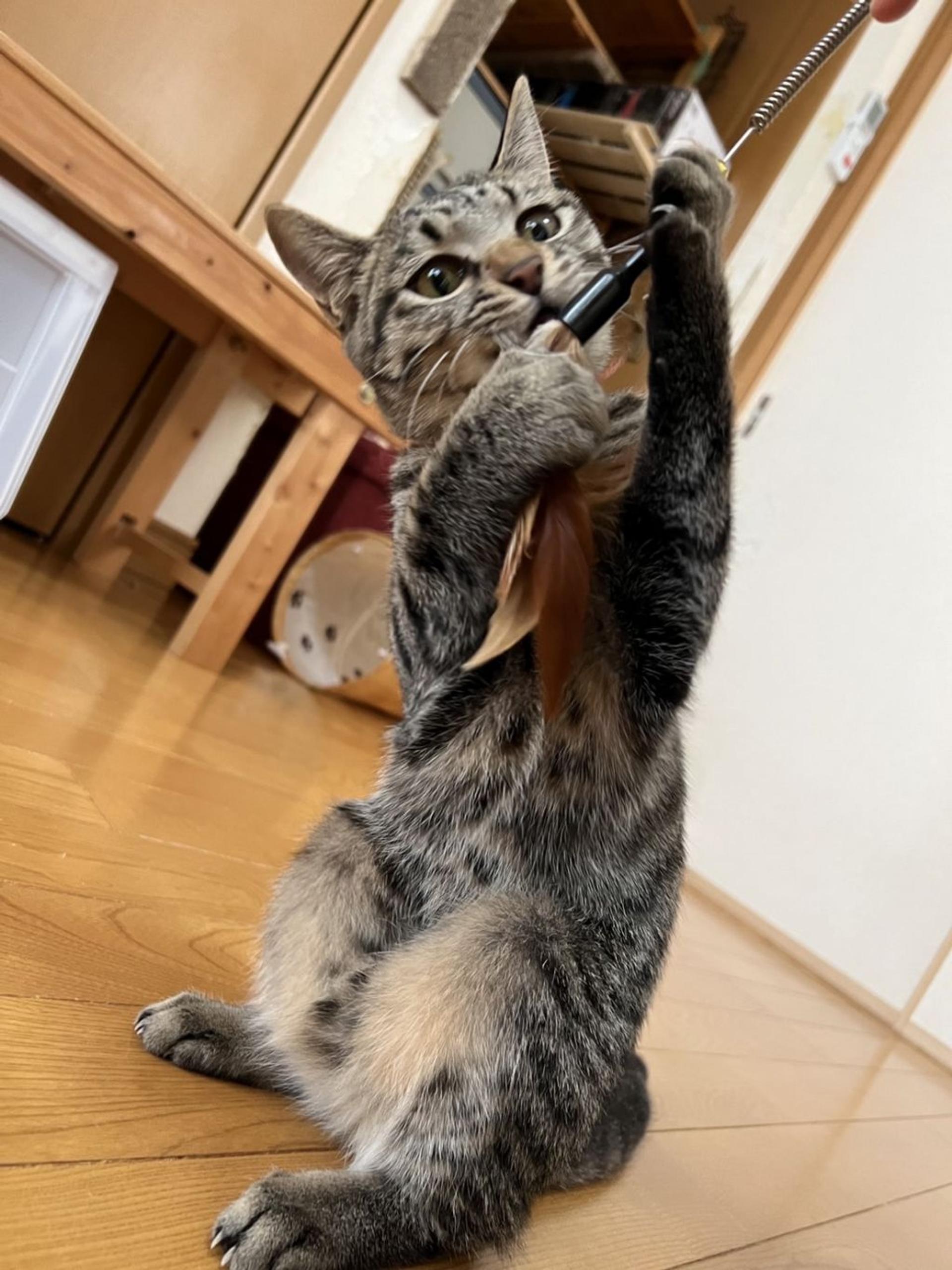 pet-image-4