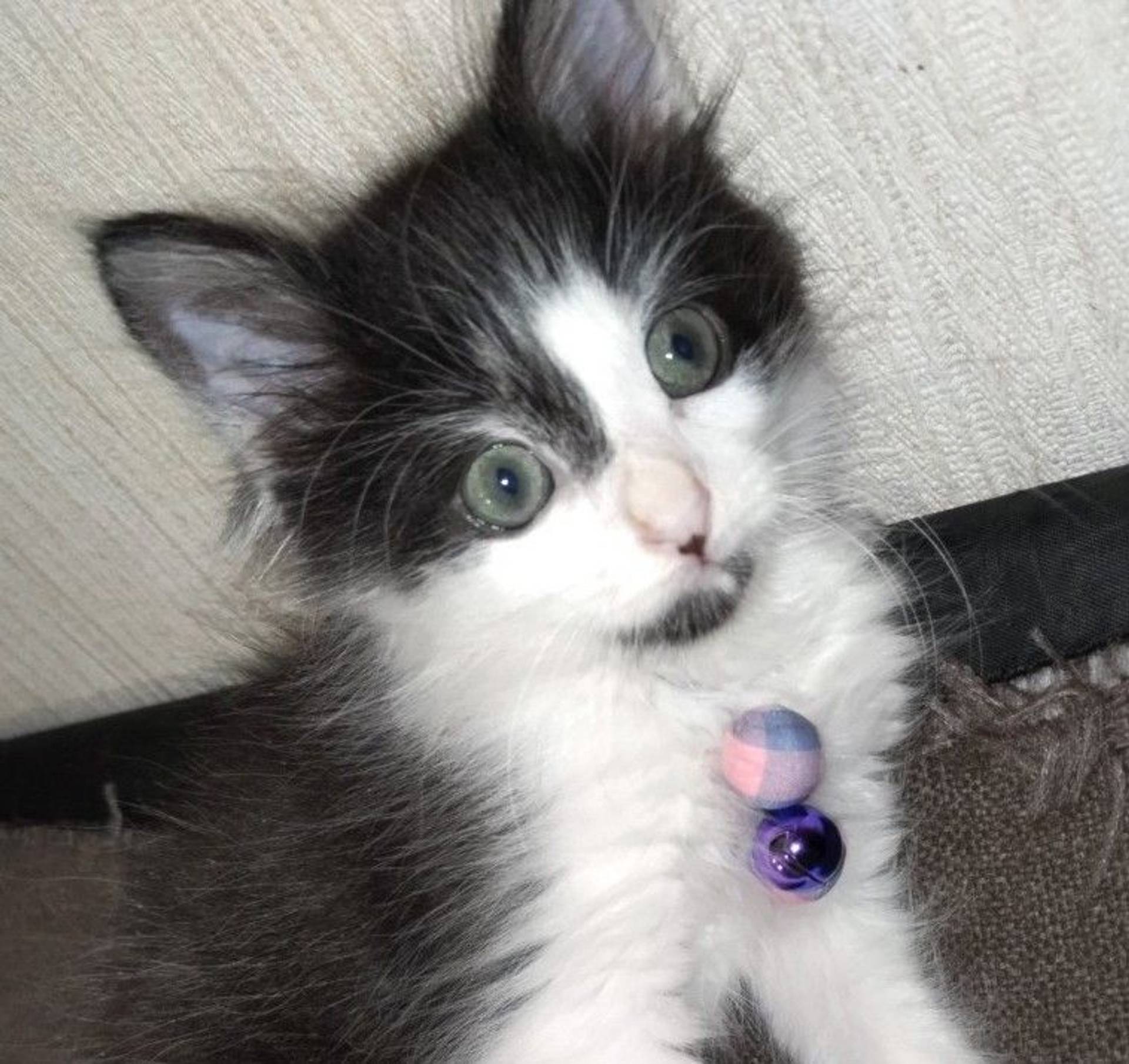 雑種（ミックス猫）・オスの里親募集の写真