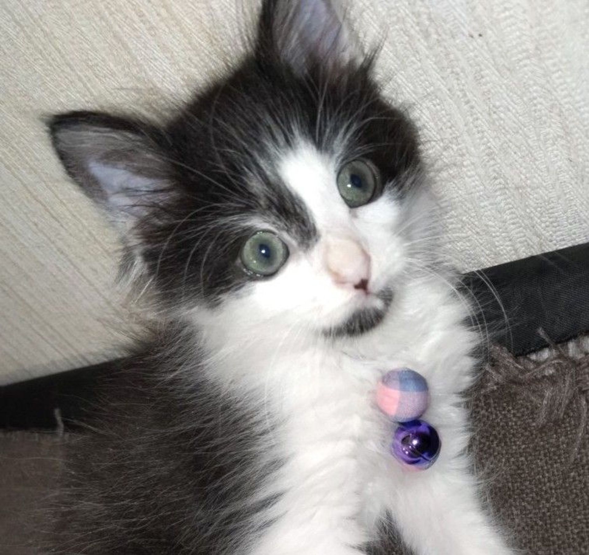雑種（ミックス猫）・オスの里親募集の写真