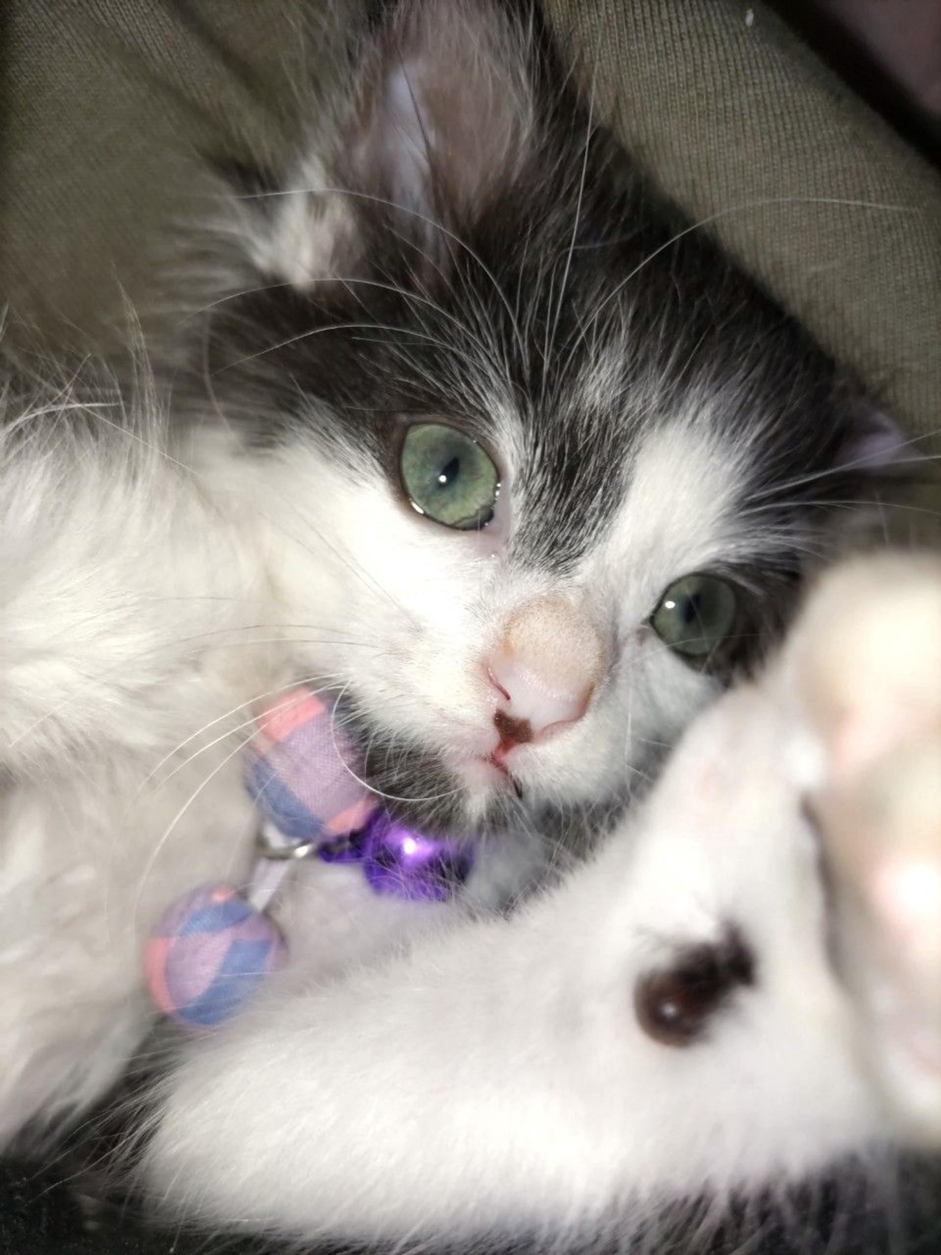 pet-image-2