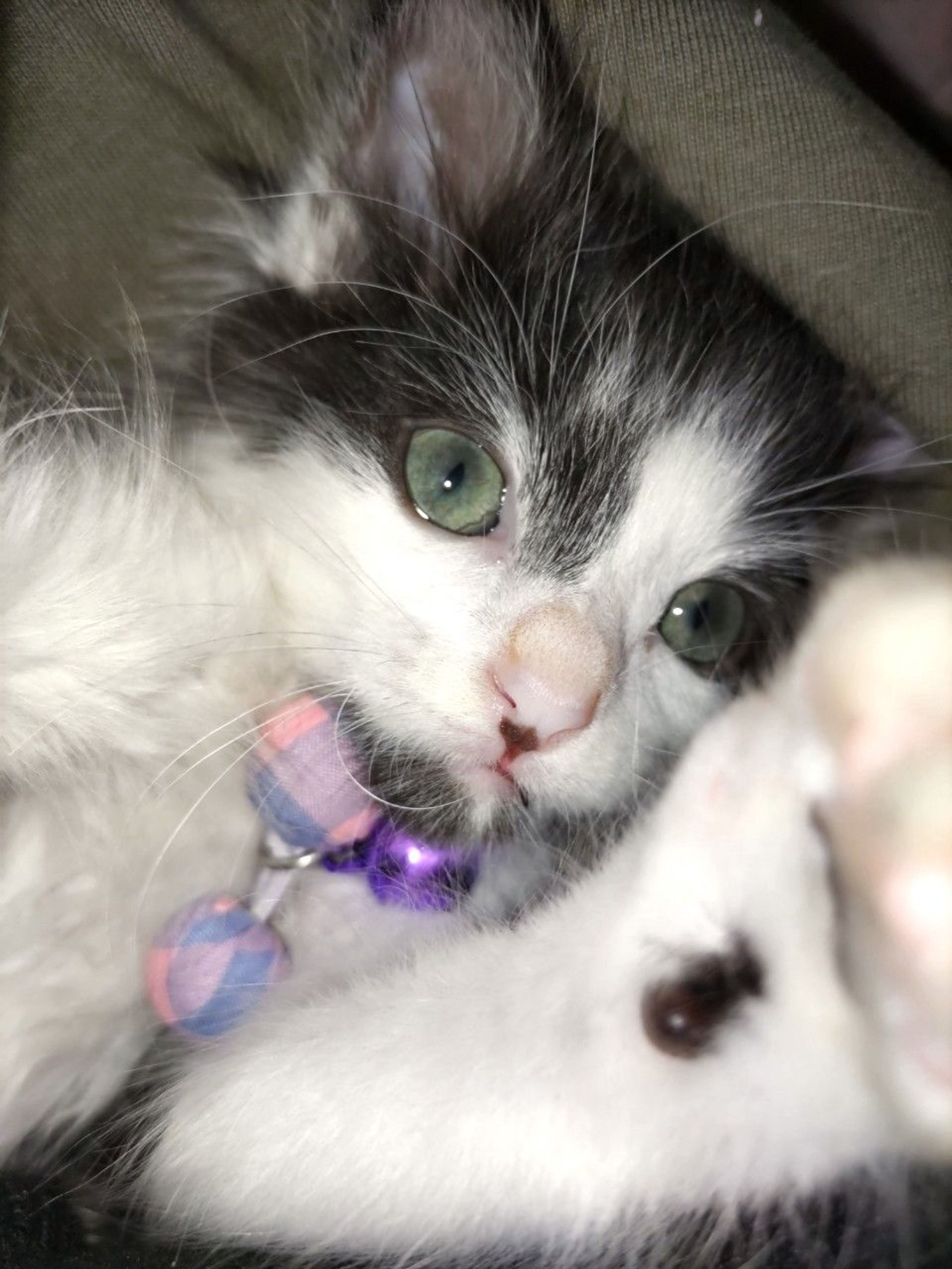 pet-image-2