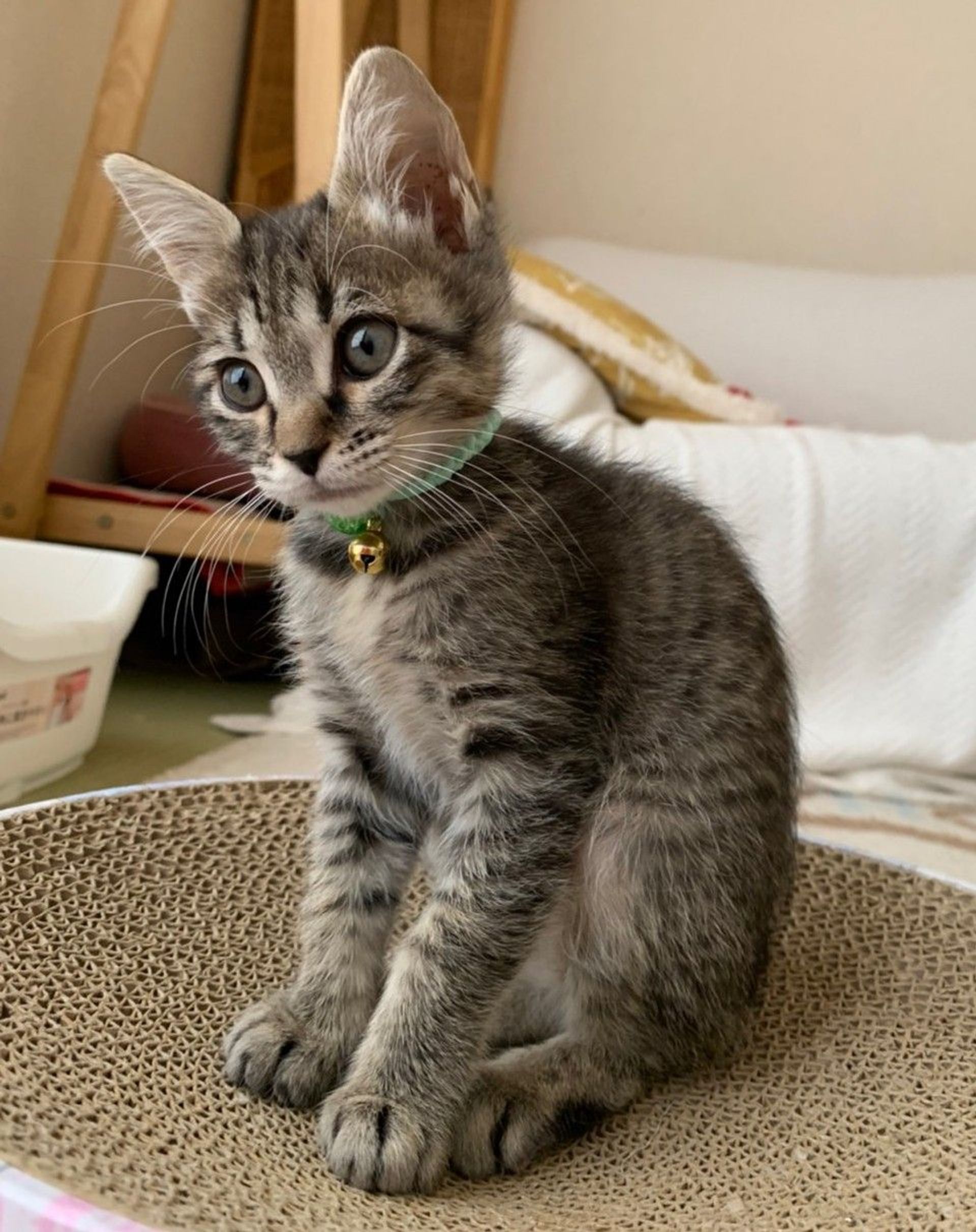 雑種（ミックス猫）・メスの里親募集の写真