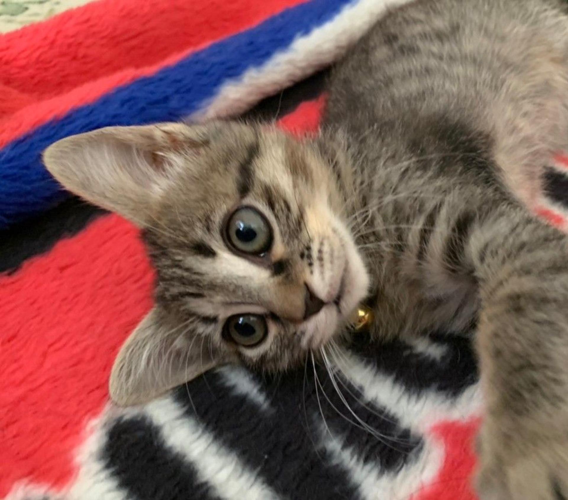 pet-image-3