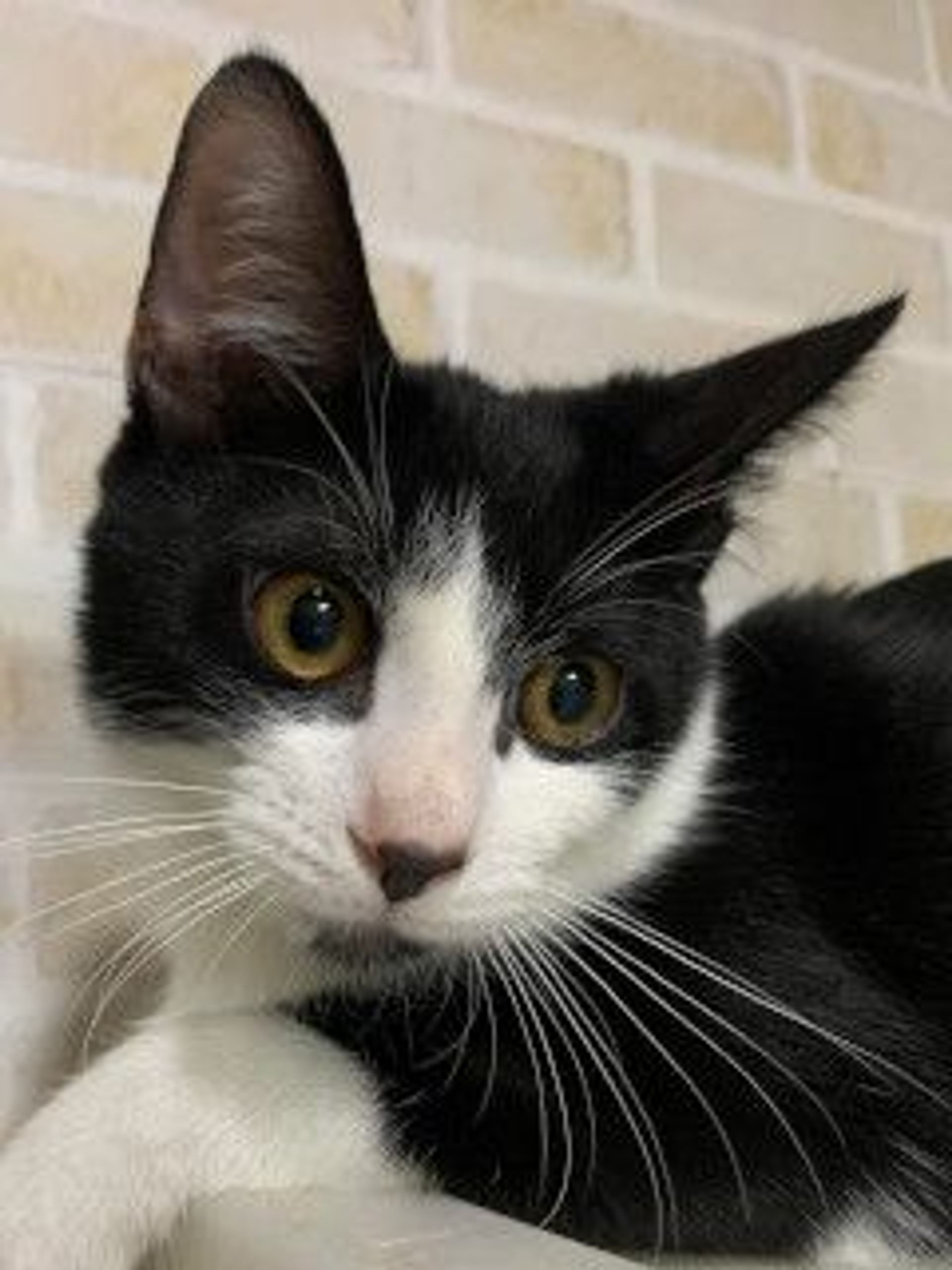 雑種（ミックス猫）・オスの里親募集の写真
