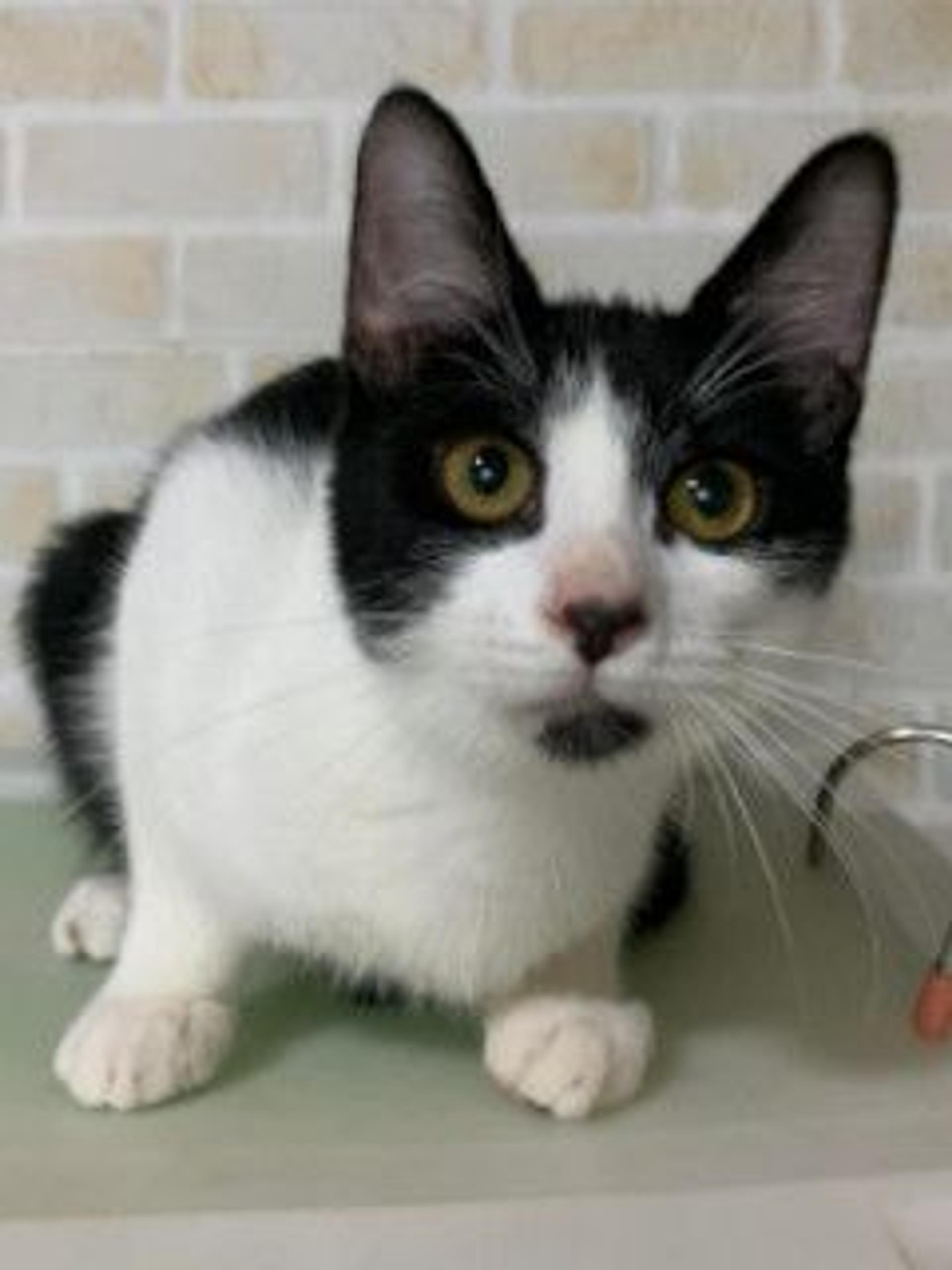 pet-image-5