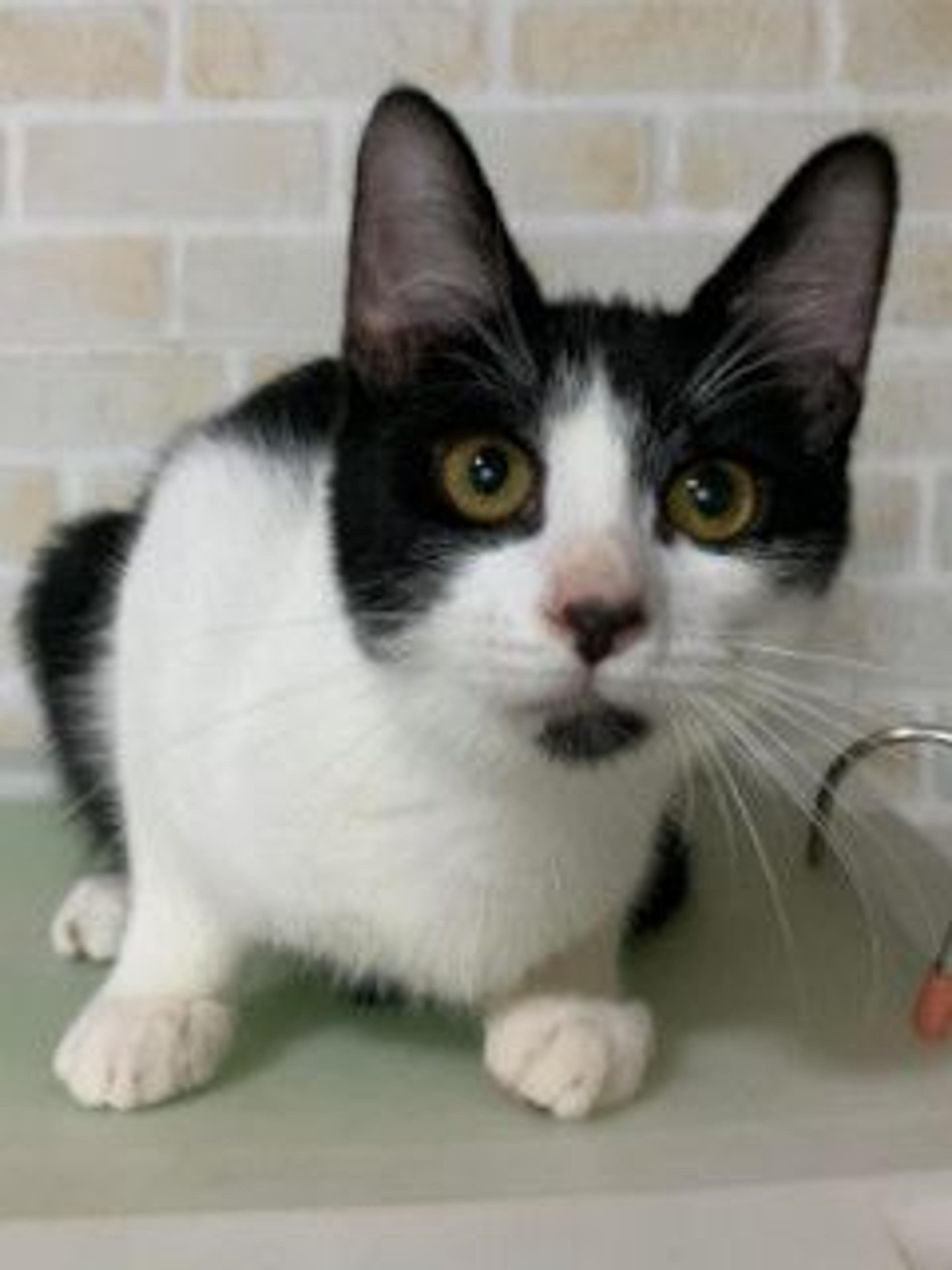 pet-image-5