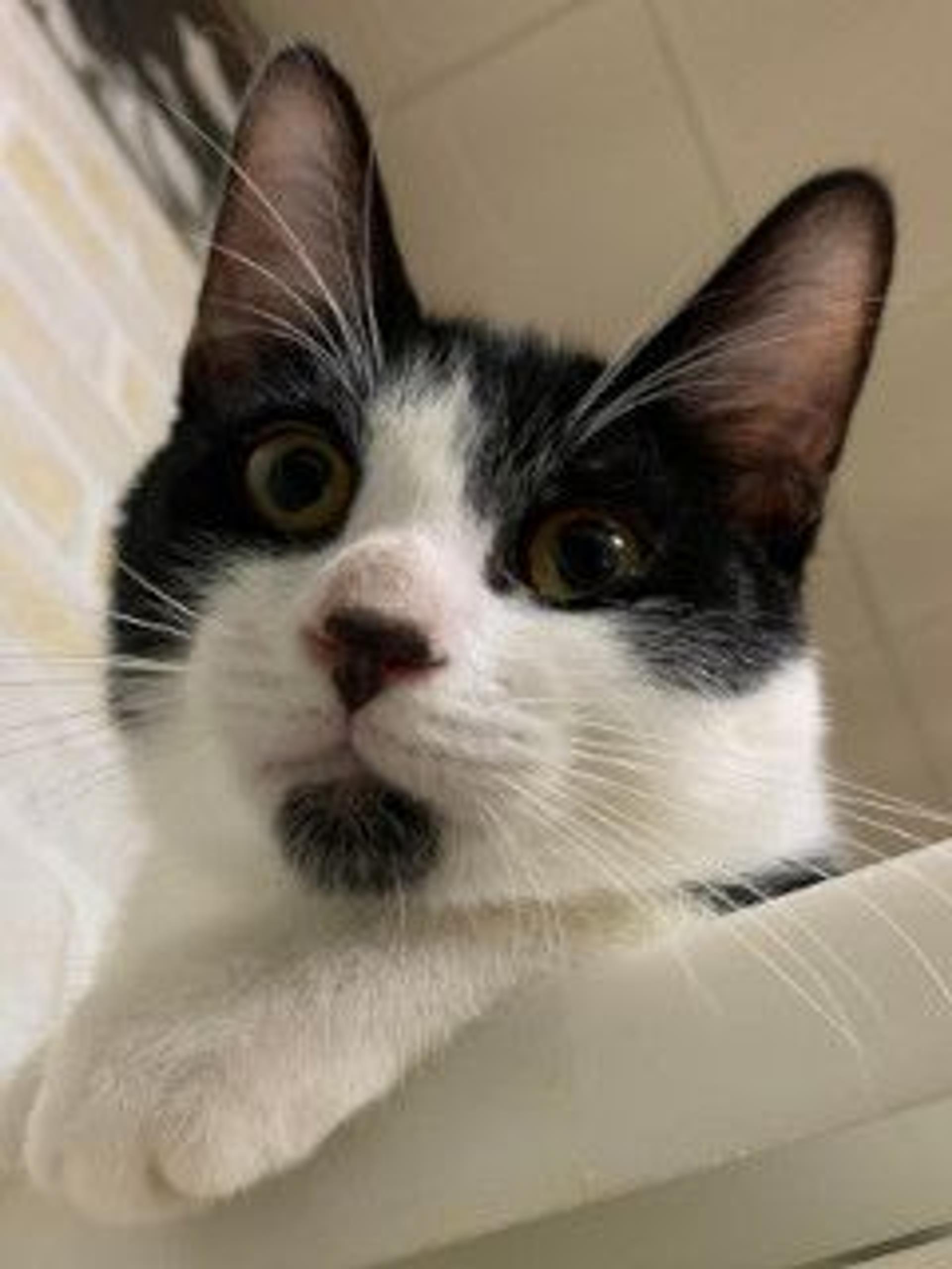 pet-image-7