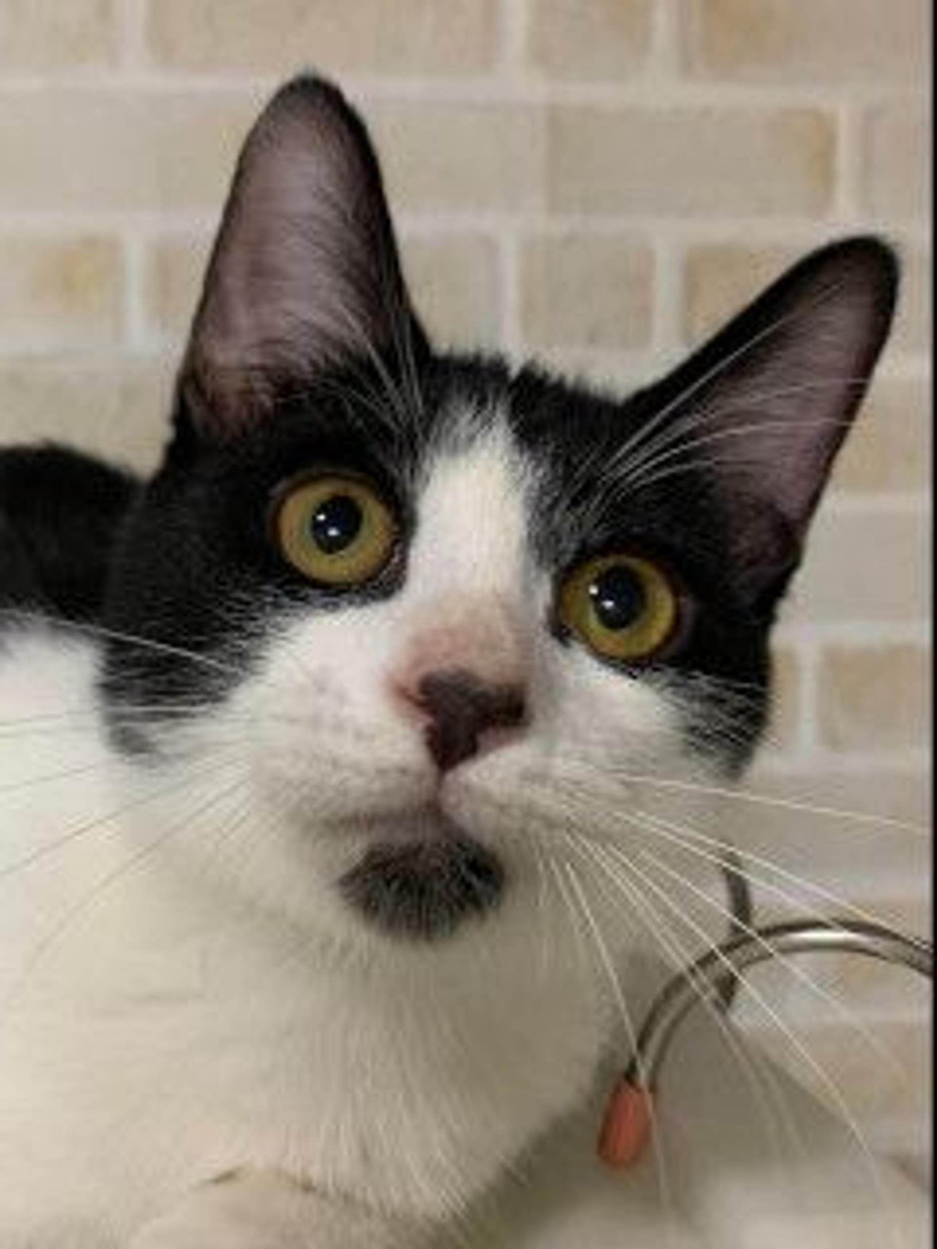 pet-image-9