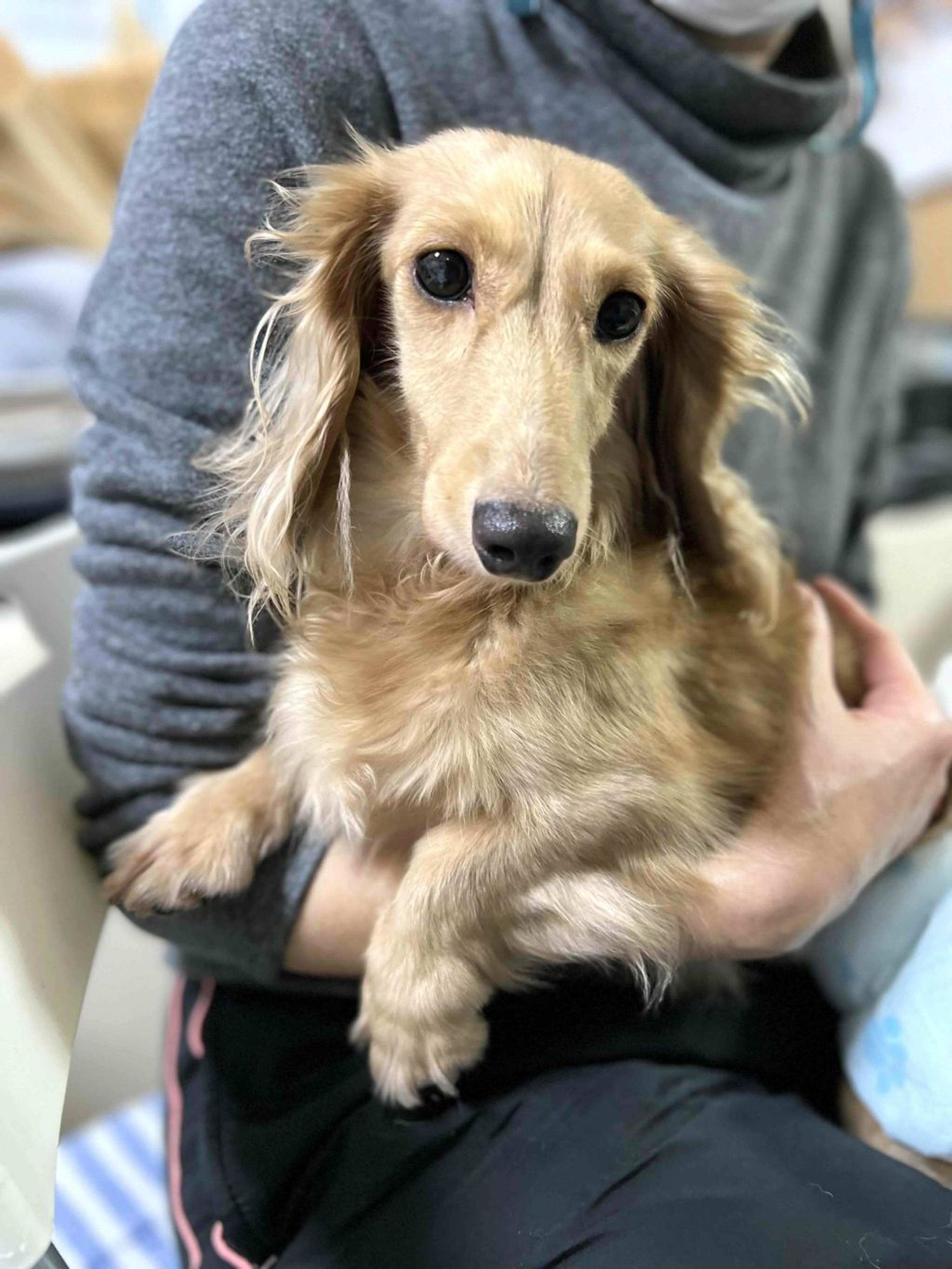pet-image-2