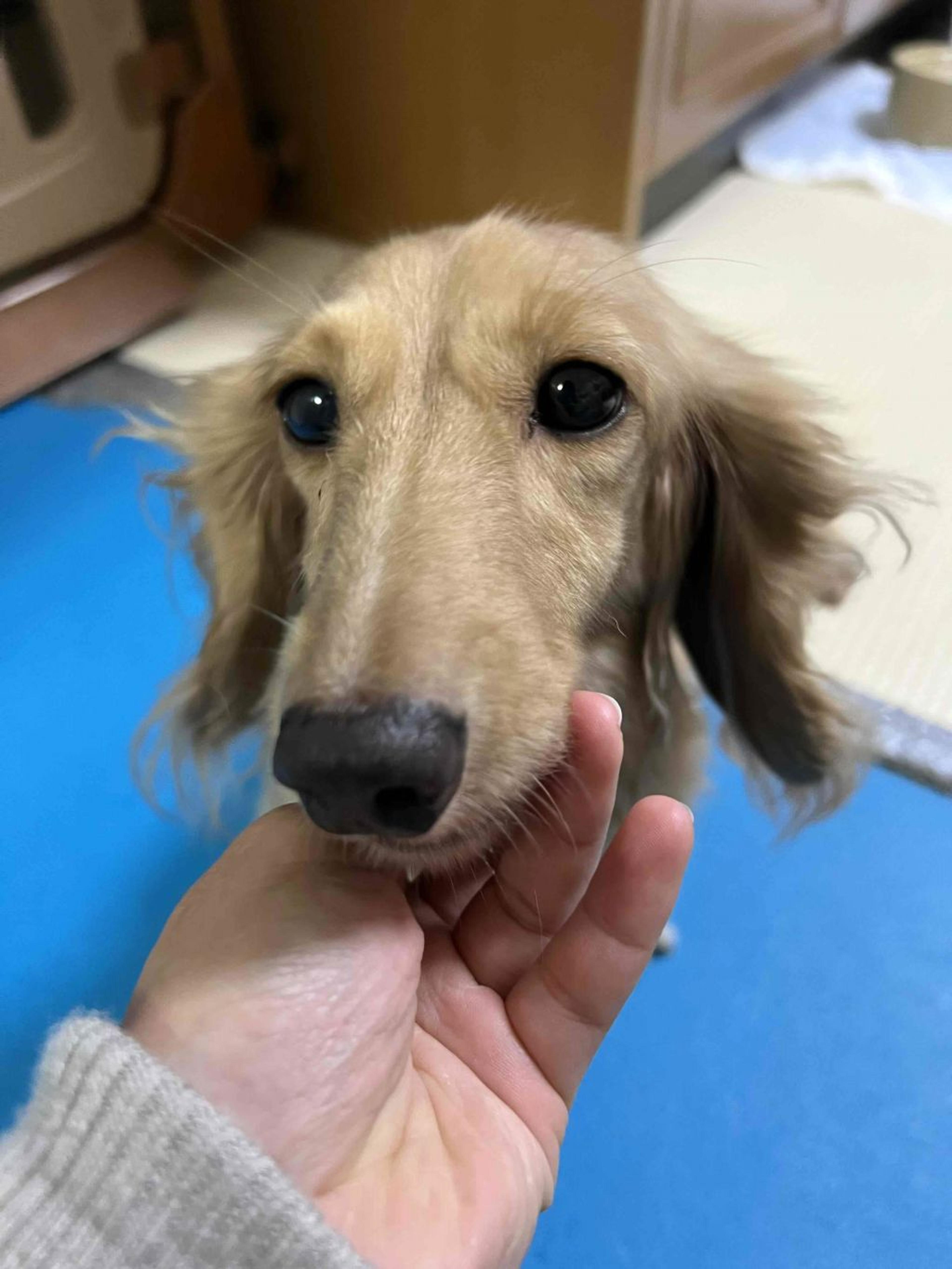pet-image-3