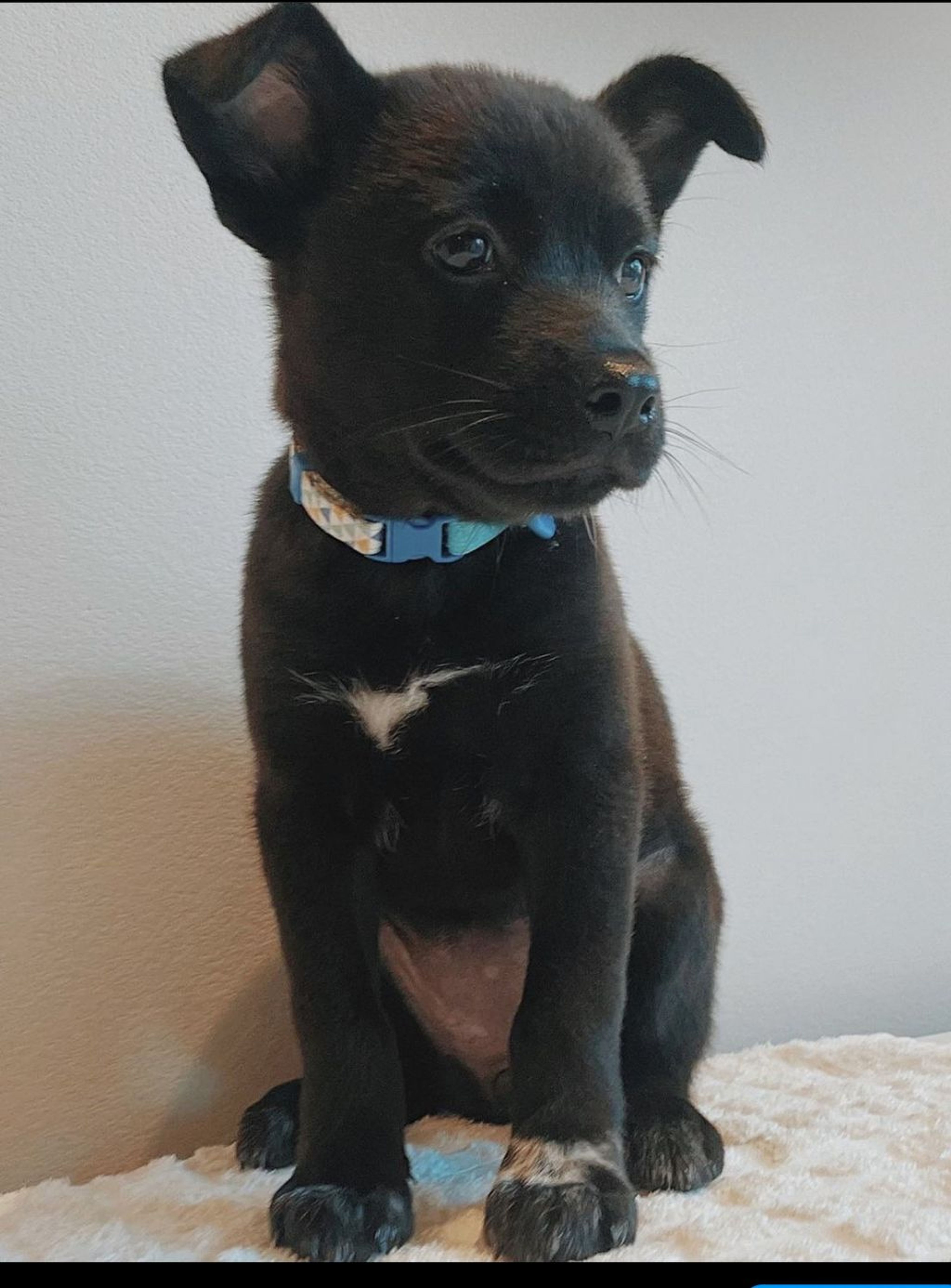 雑種（ミックス犬）・メスの里親募集の写真