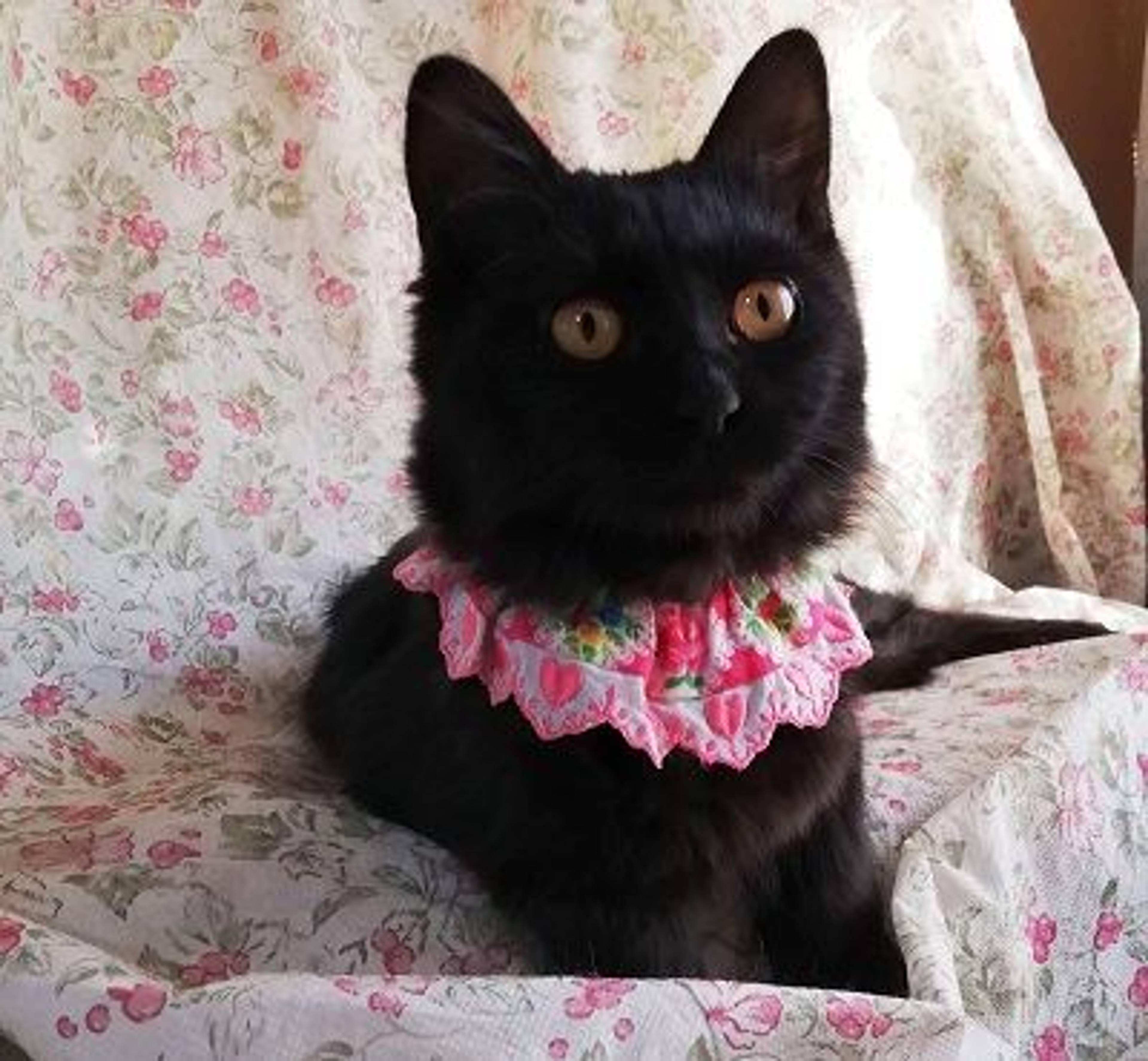 雑種（ミックス猫）・メスの里親募集の写真