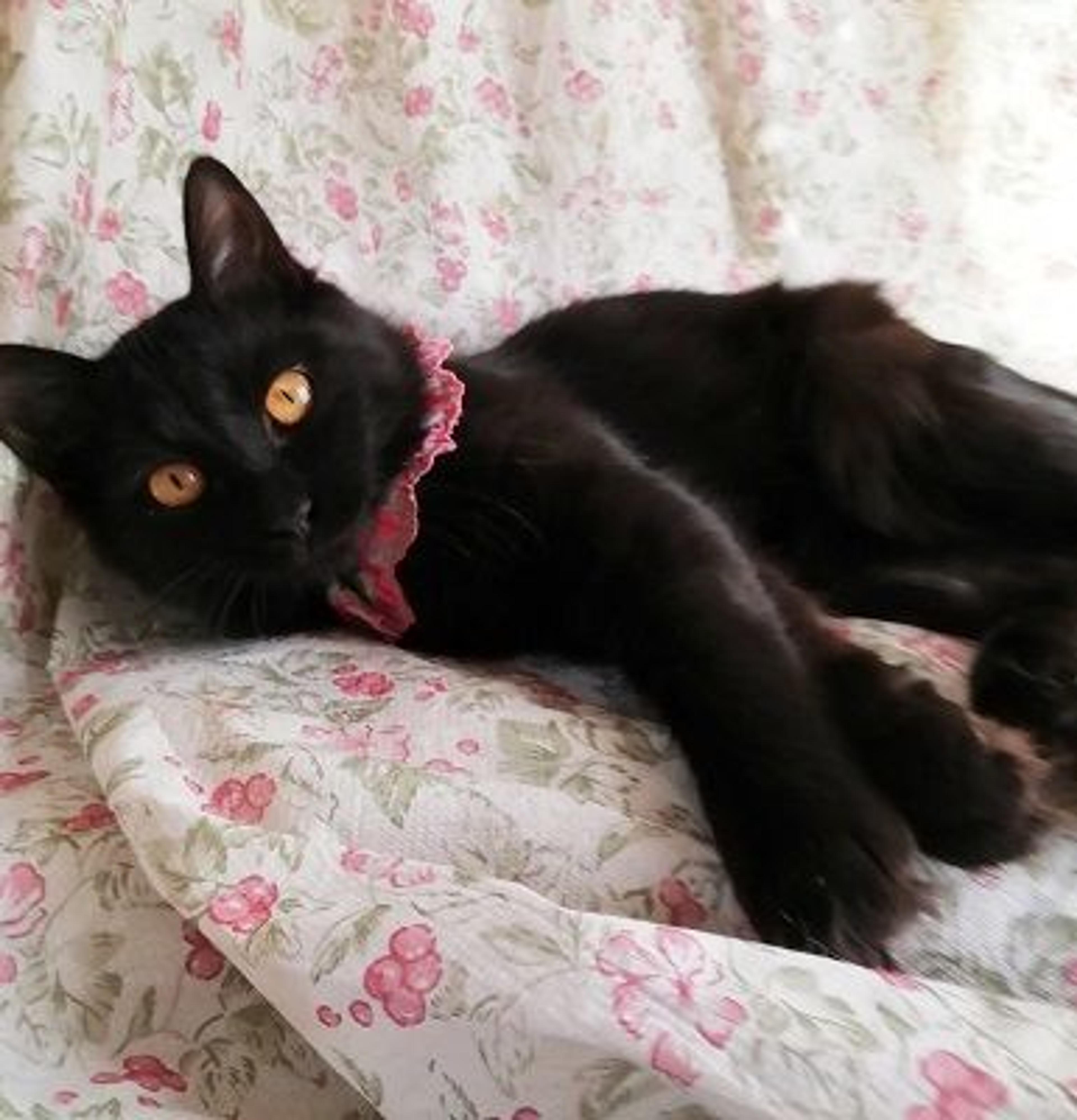 pet-image-3