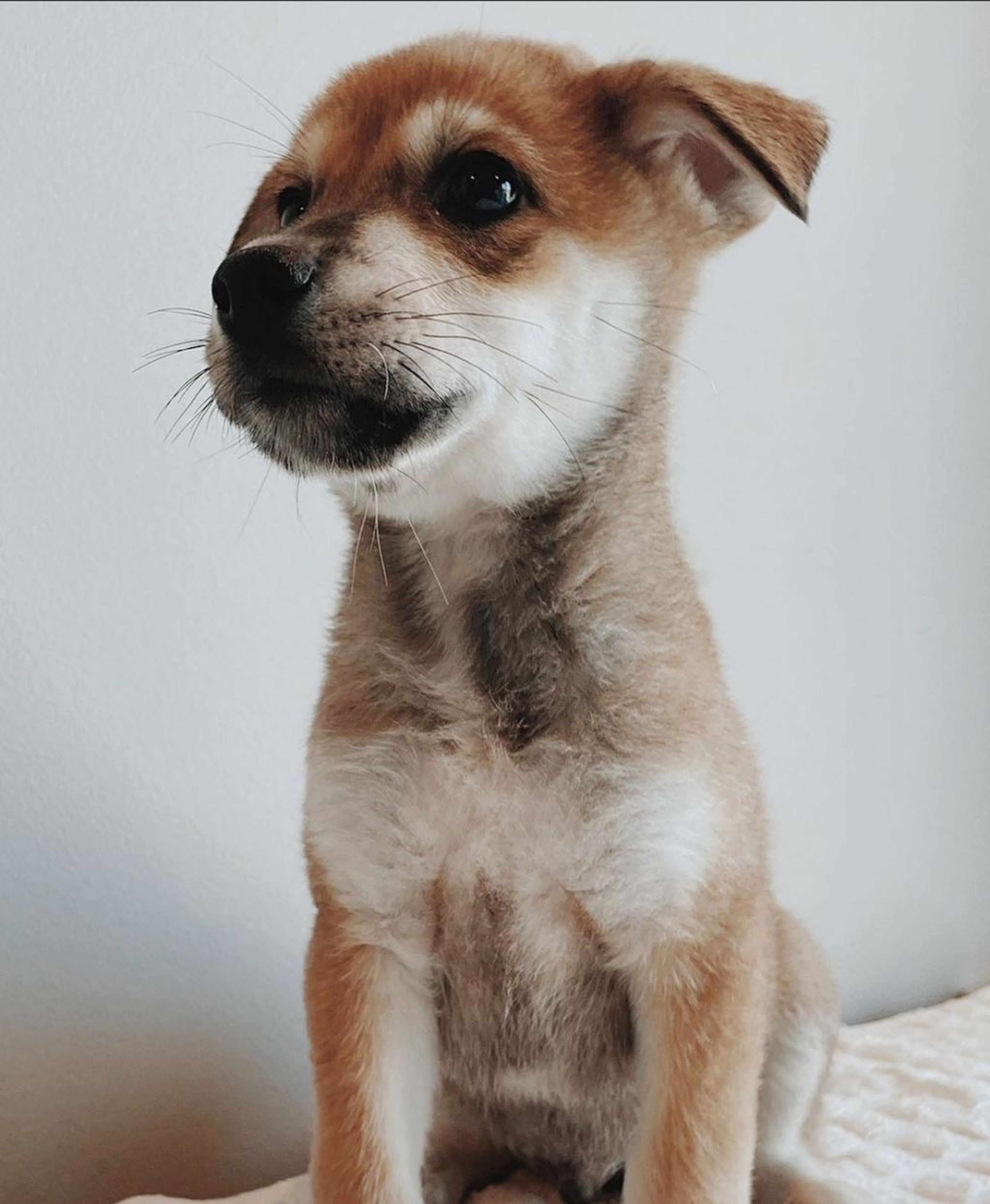 雑種（ミックス犬）・オスの里親募集の写真