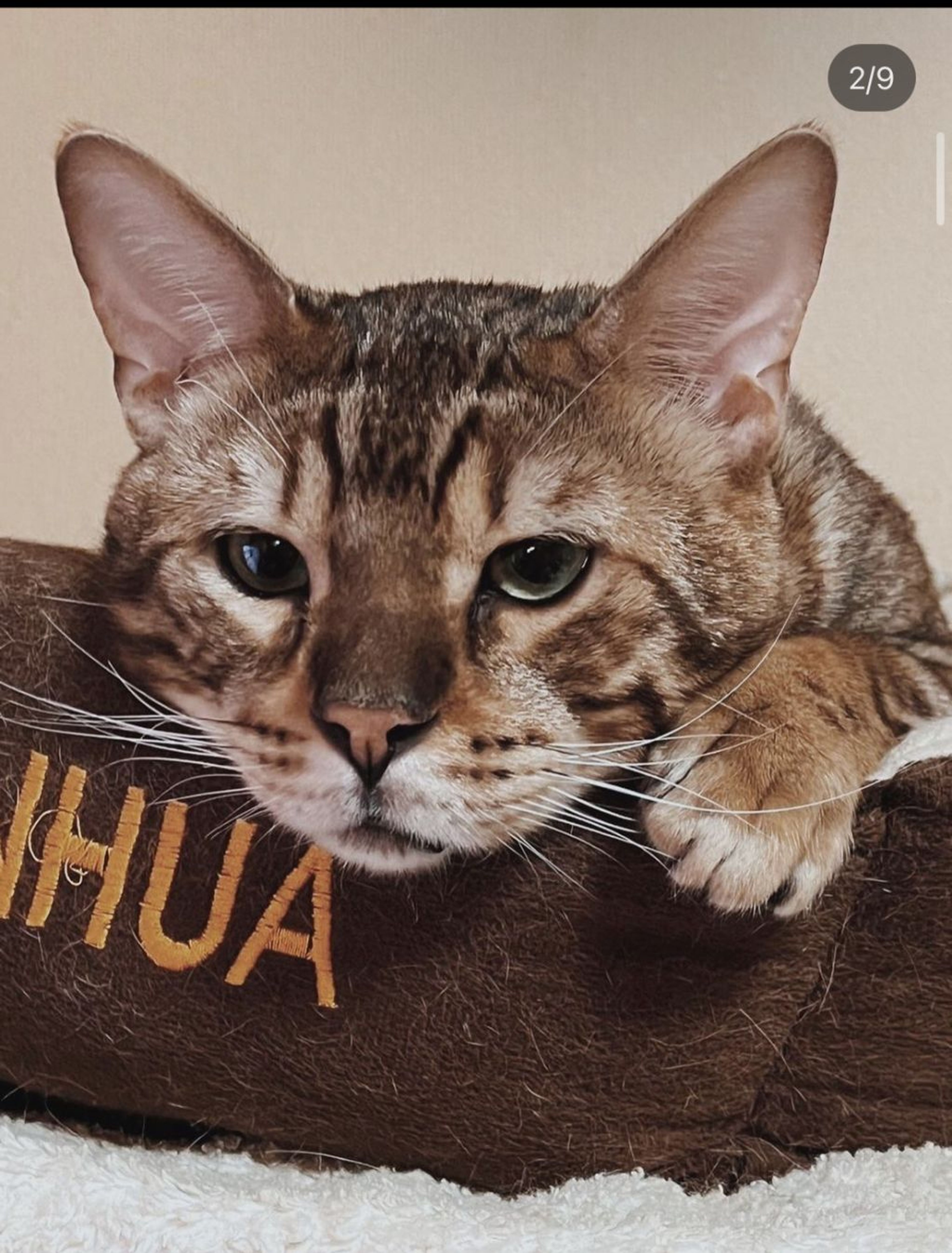 ベンガル・オスの里親募集の写真
