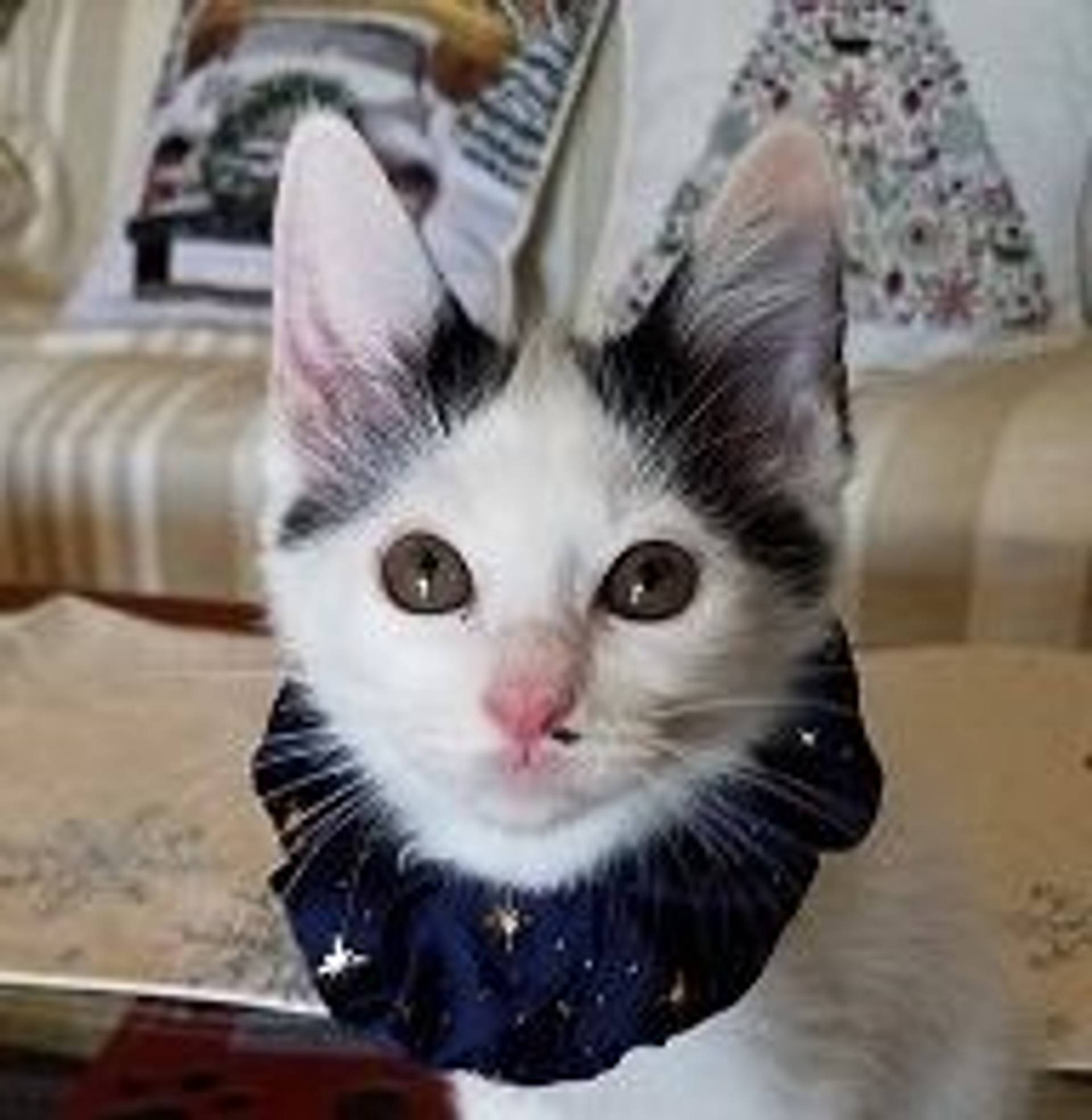 雑種（ミックス猫）・メスの里親募集の写真