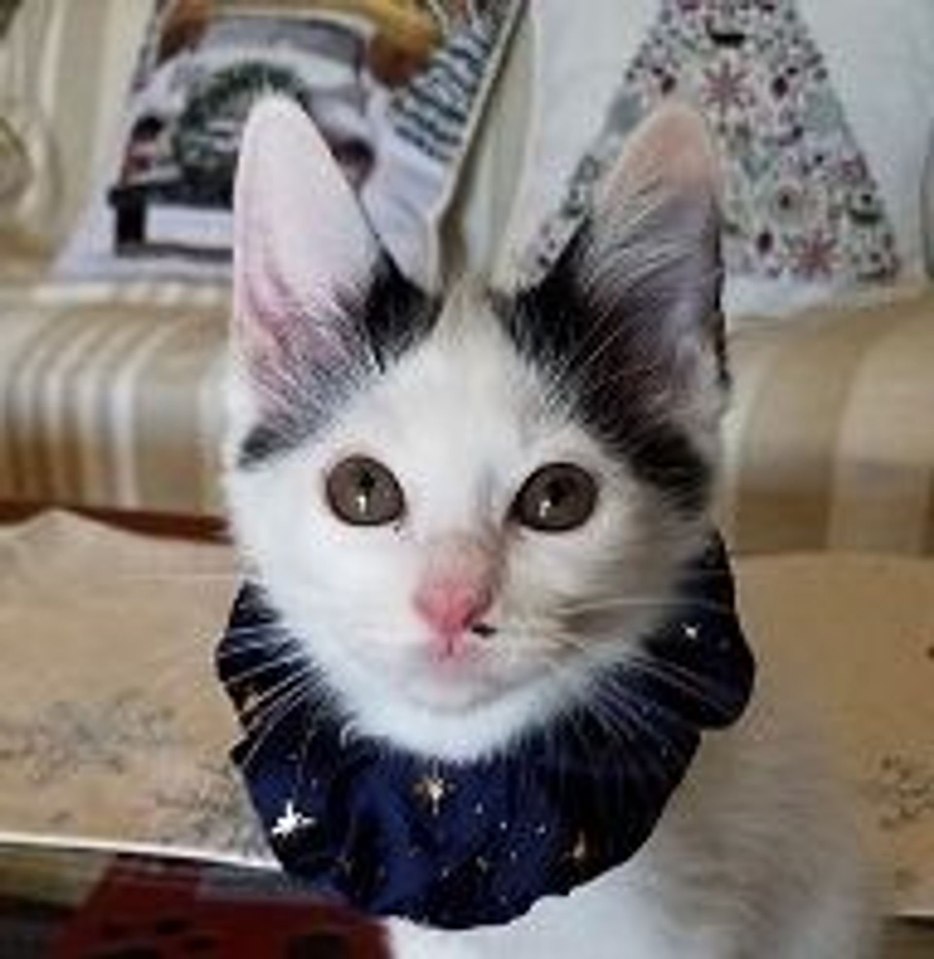 雑種（ミックス猫）・メスの里親募集の写真