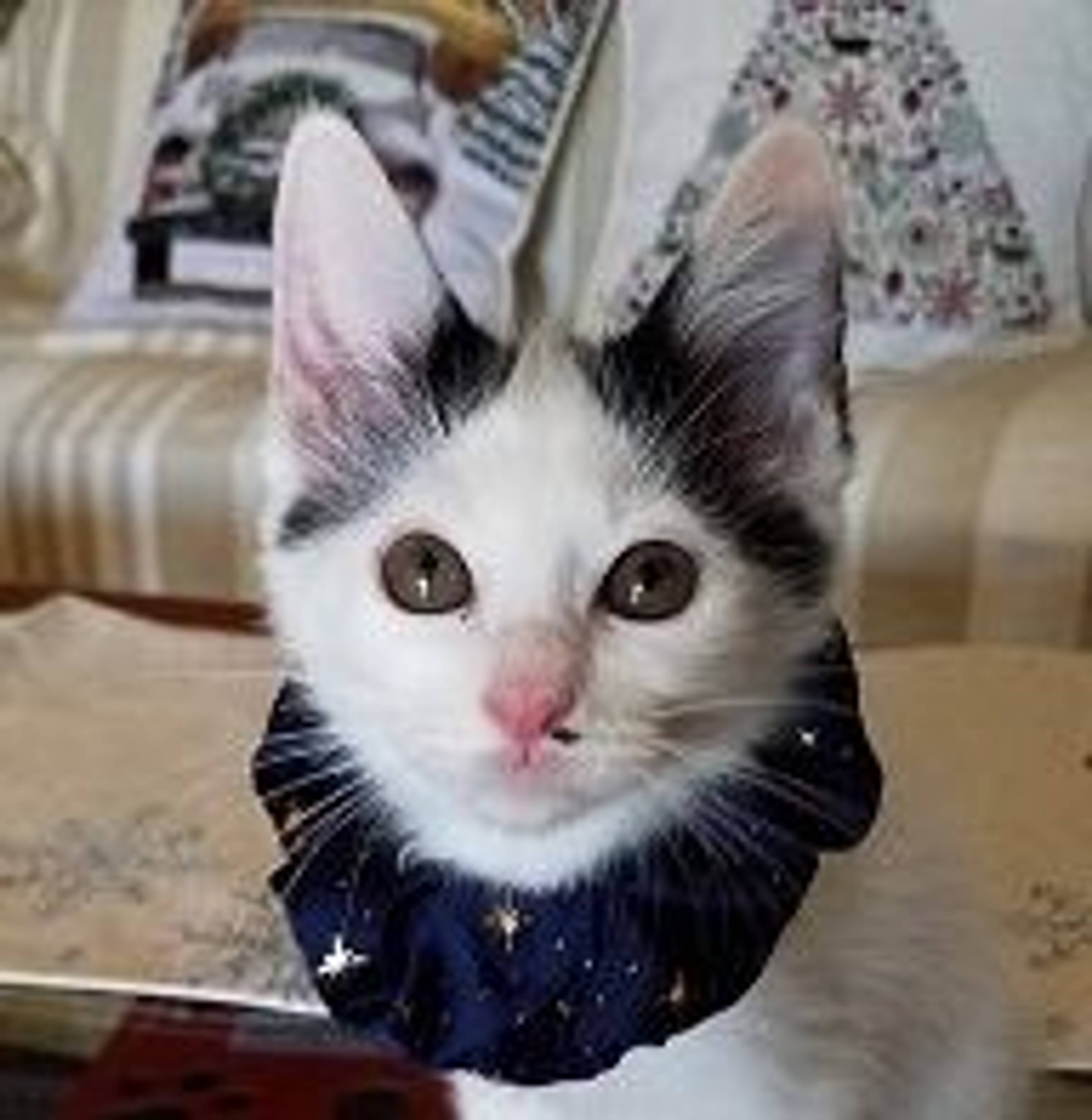 雑種（ミックス猫）・メスの里親募集の写真
