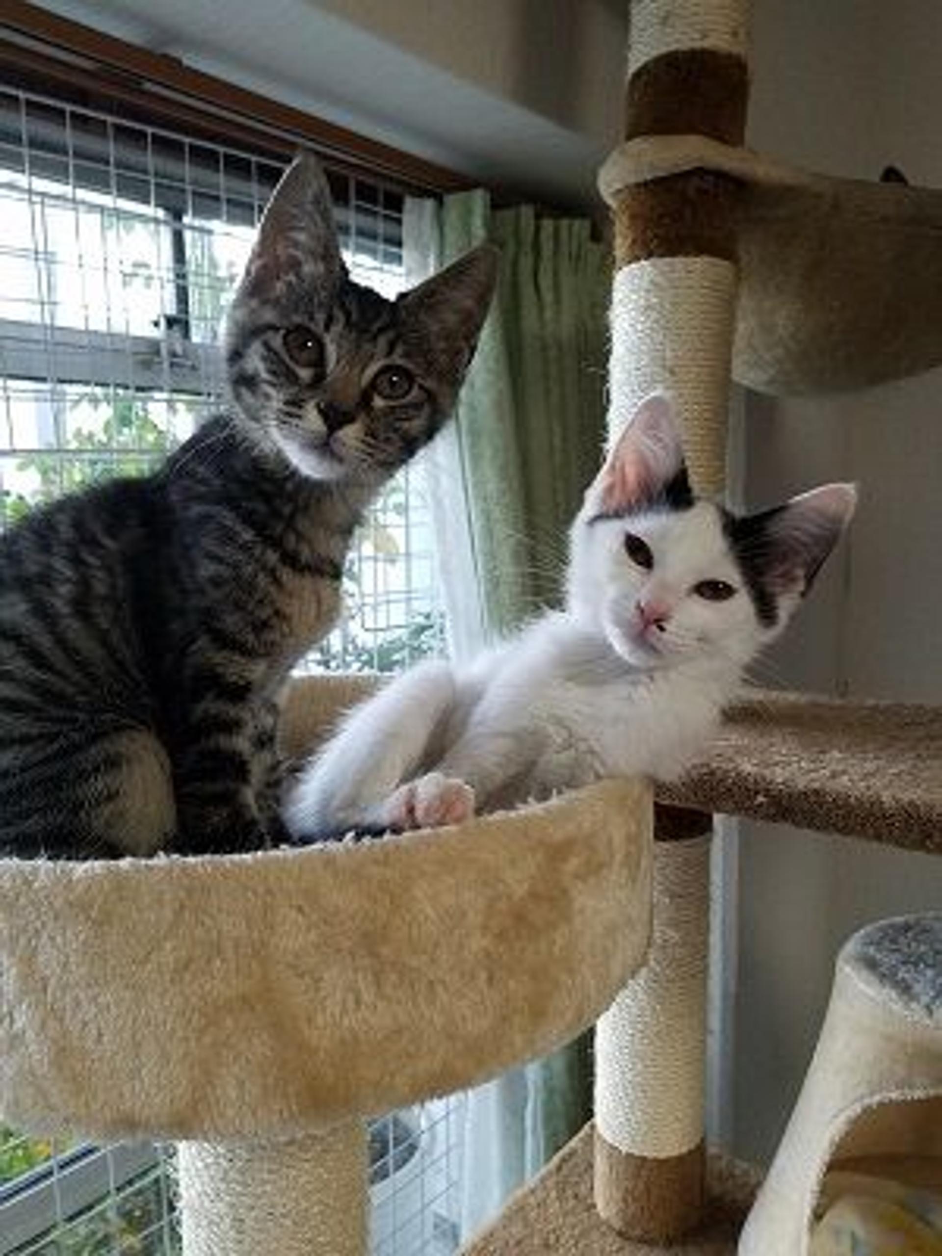 pet-image-2