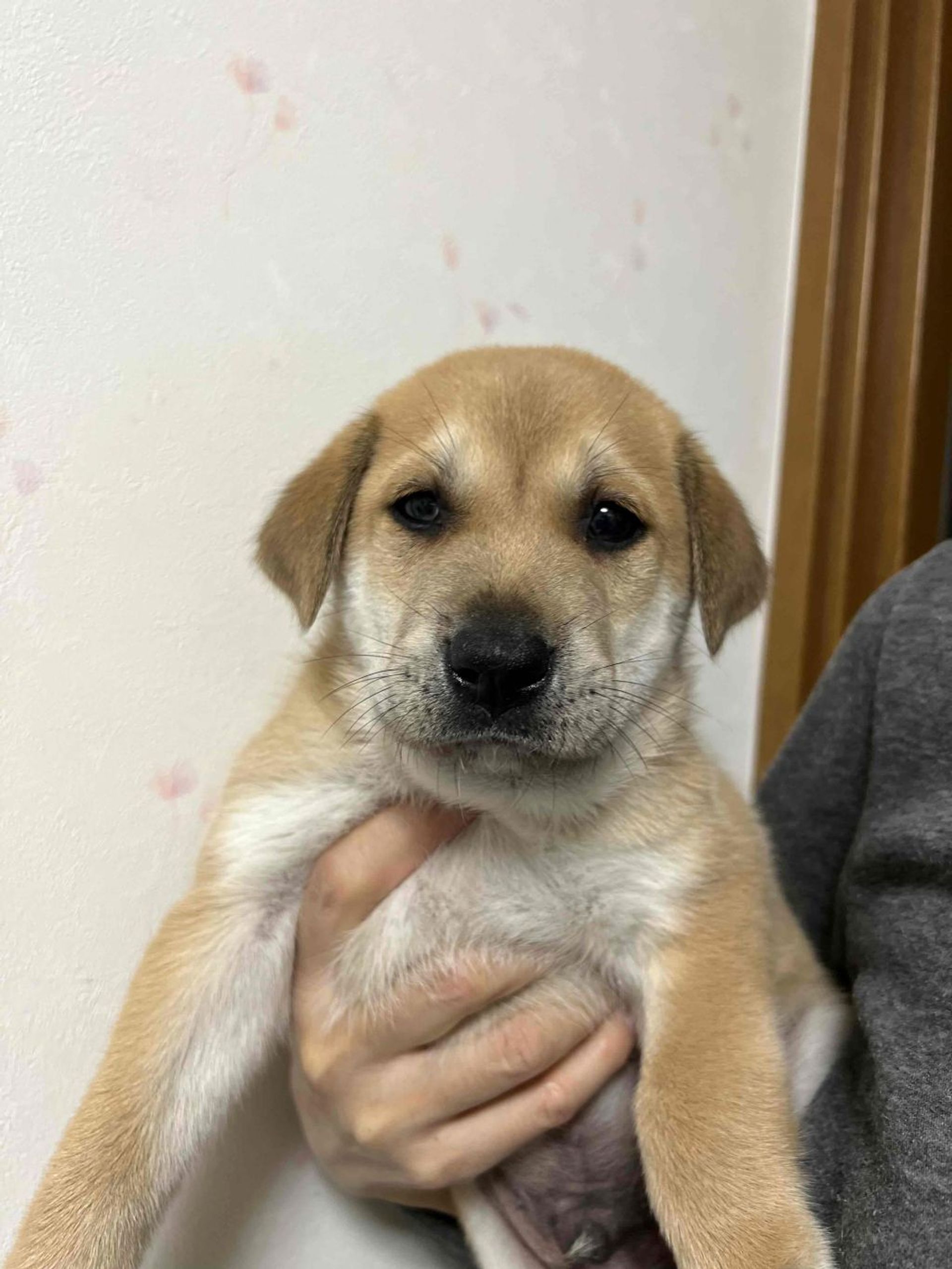 雑種（ミックス犬）・オスの里親募集の写真
