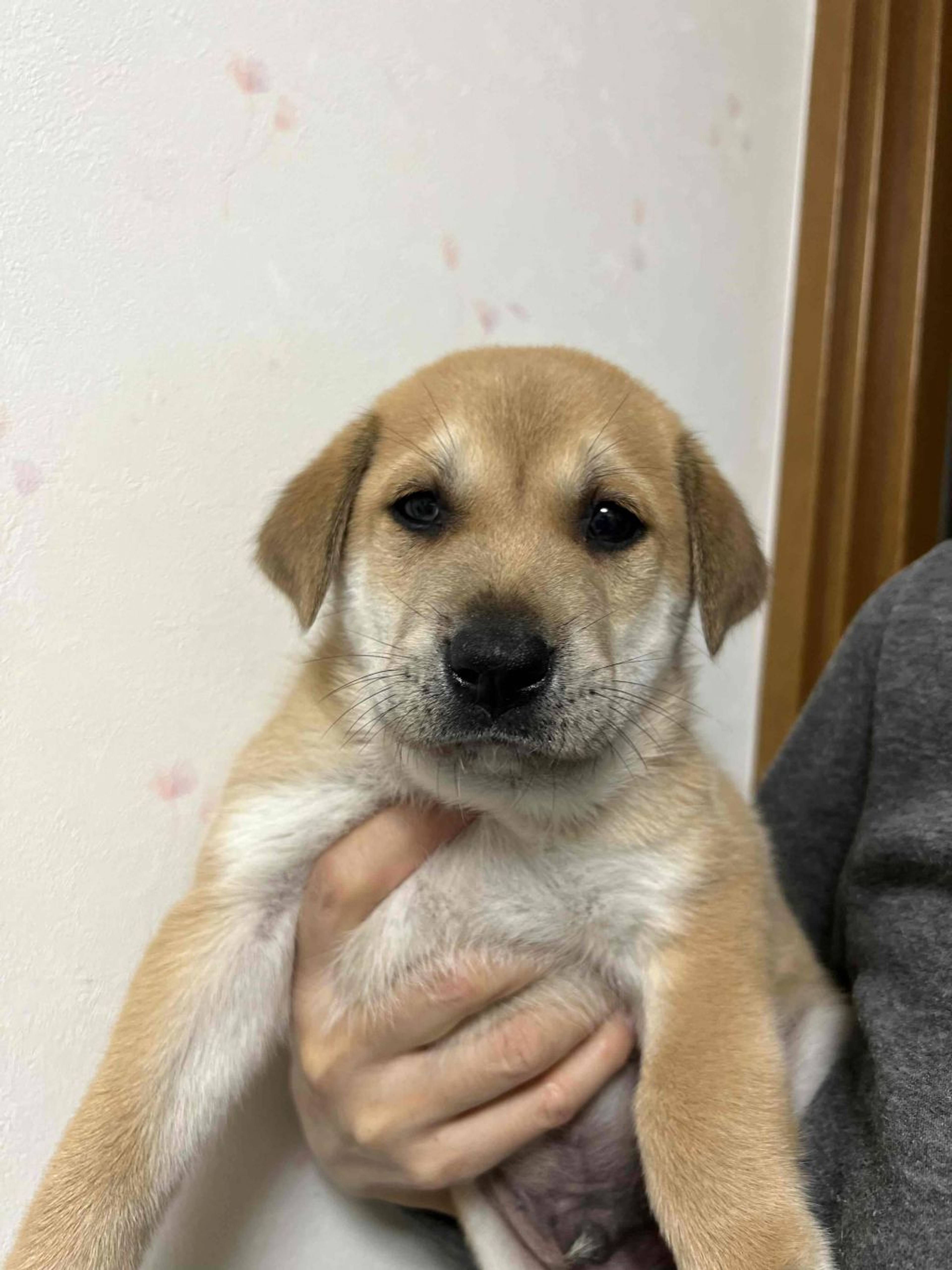 雑種（ミックス犬）・オスの里親募集の写真