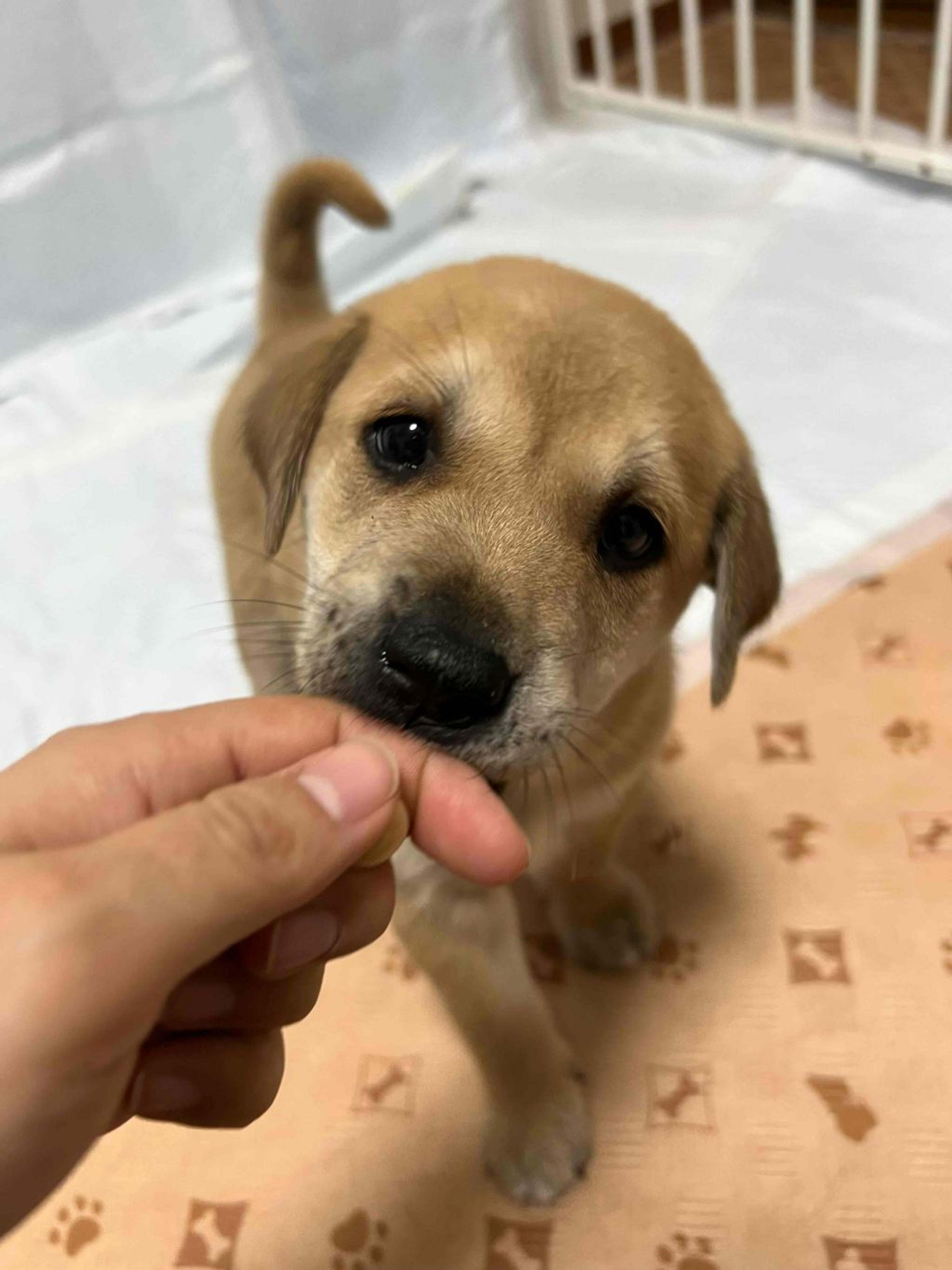 pet-image-2