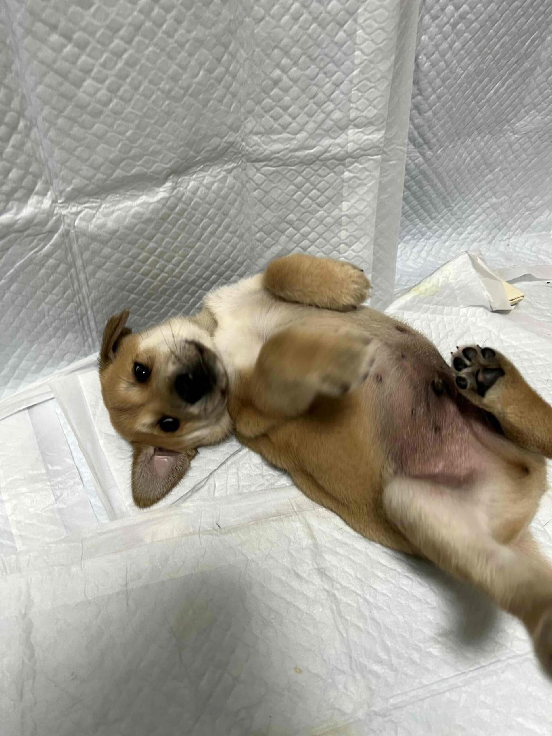 pet-image-3