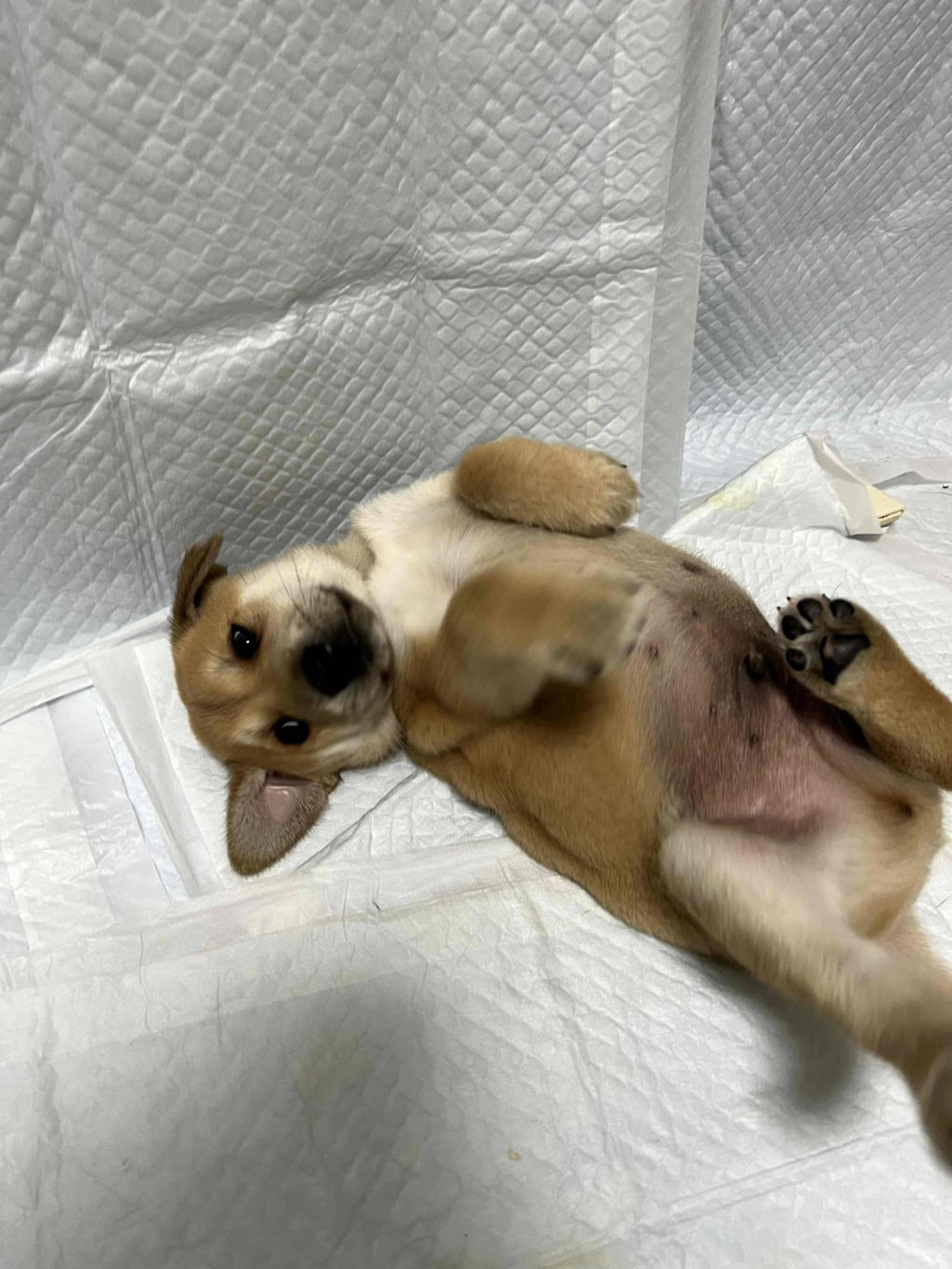 pet-image-3