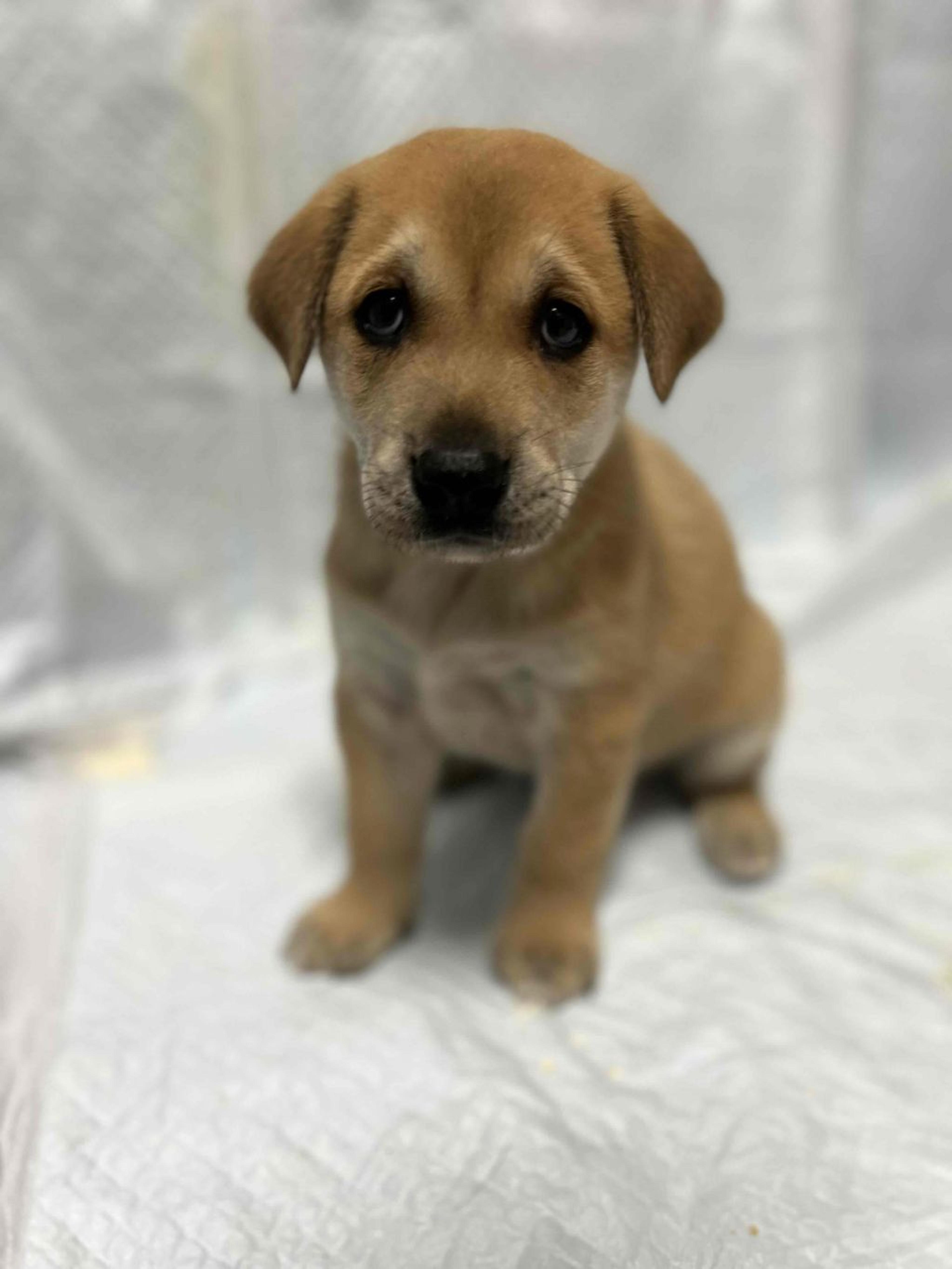 pet-image-4