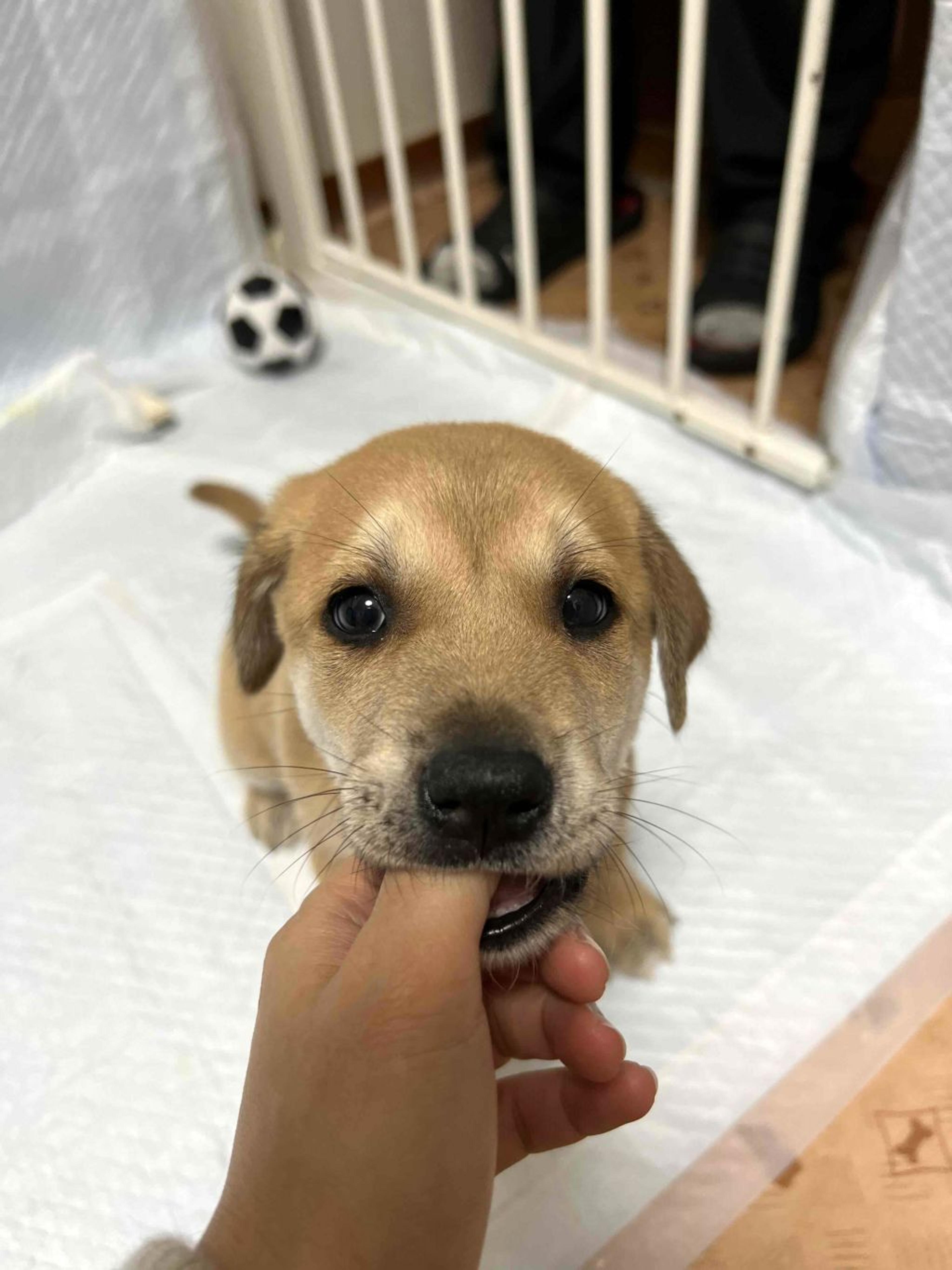 pet-image-5