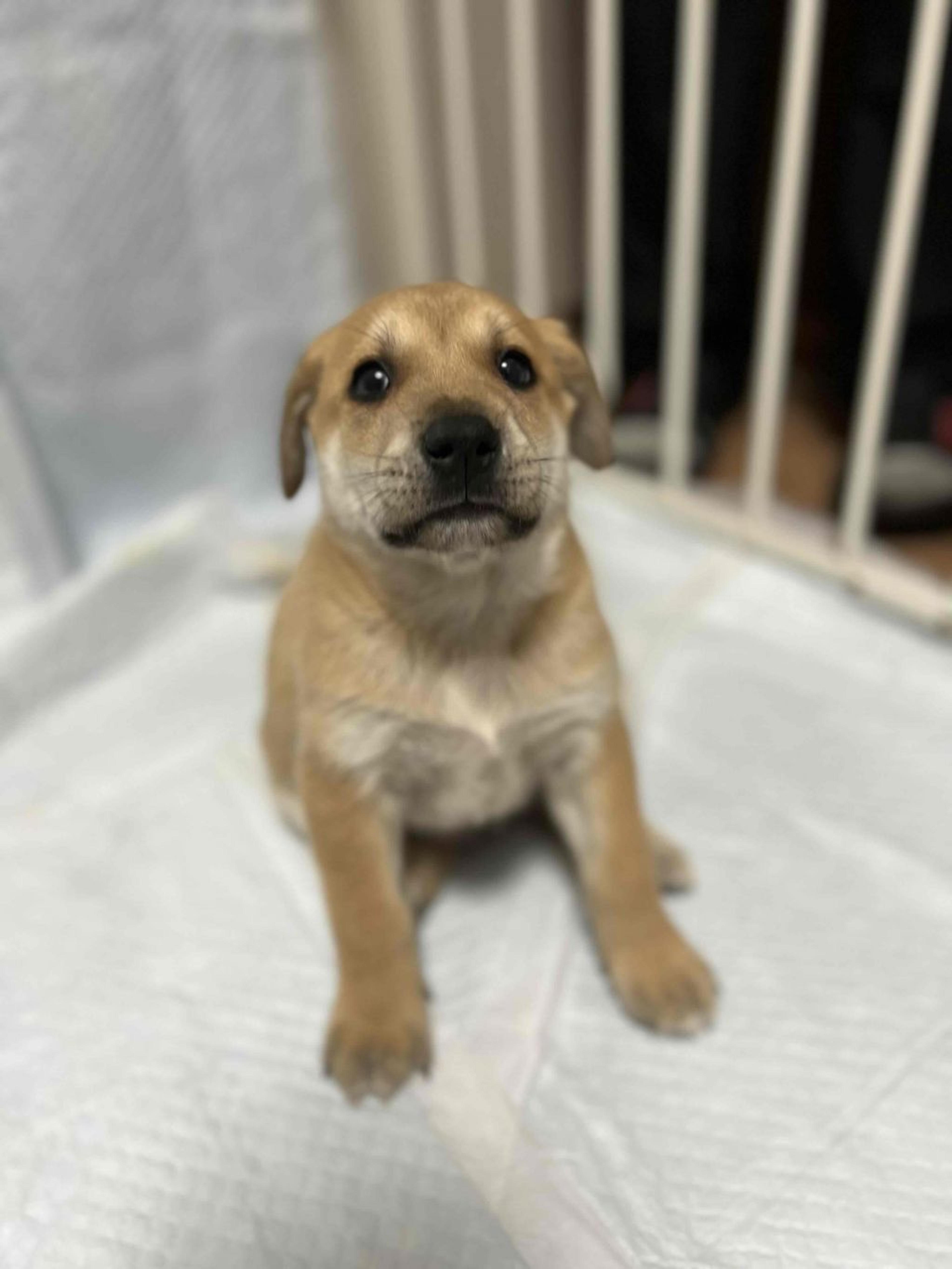 pet-image-6