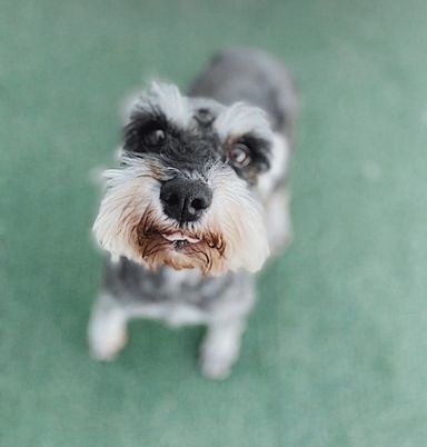 ピザまんの写真