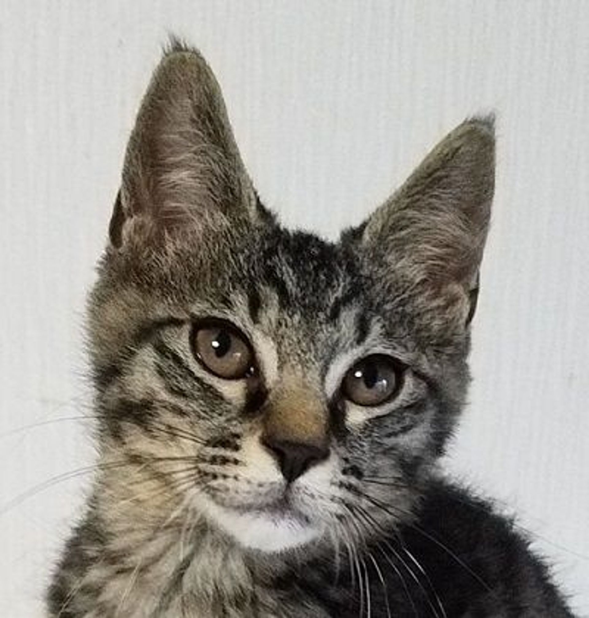 雑種（ミックス猫）・メスの里親募集の写真