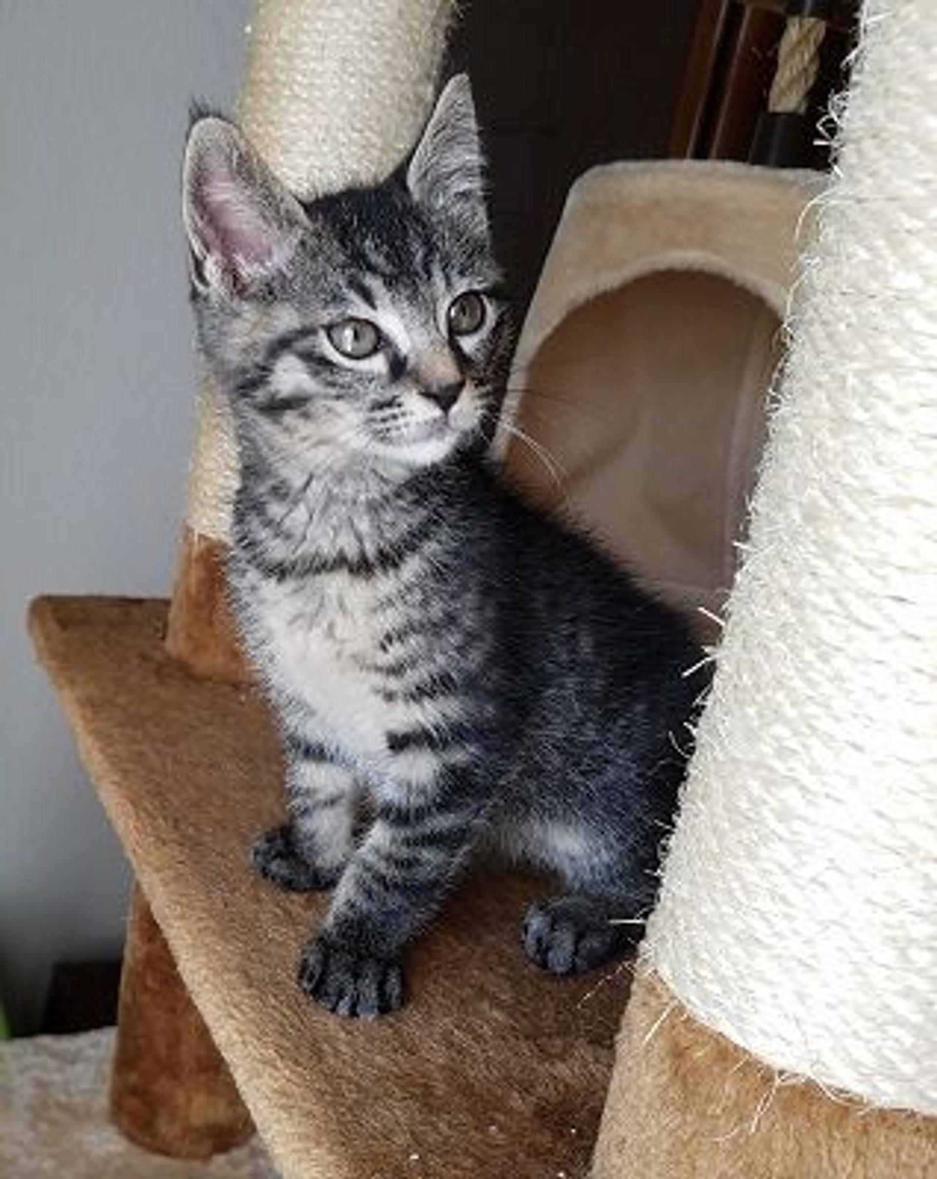 pet-image-3