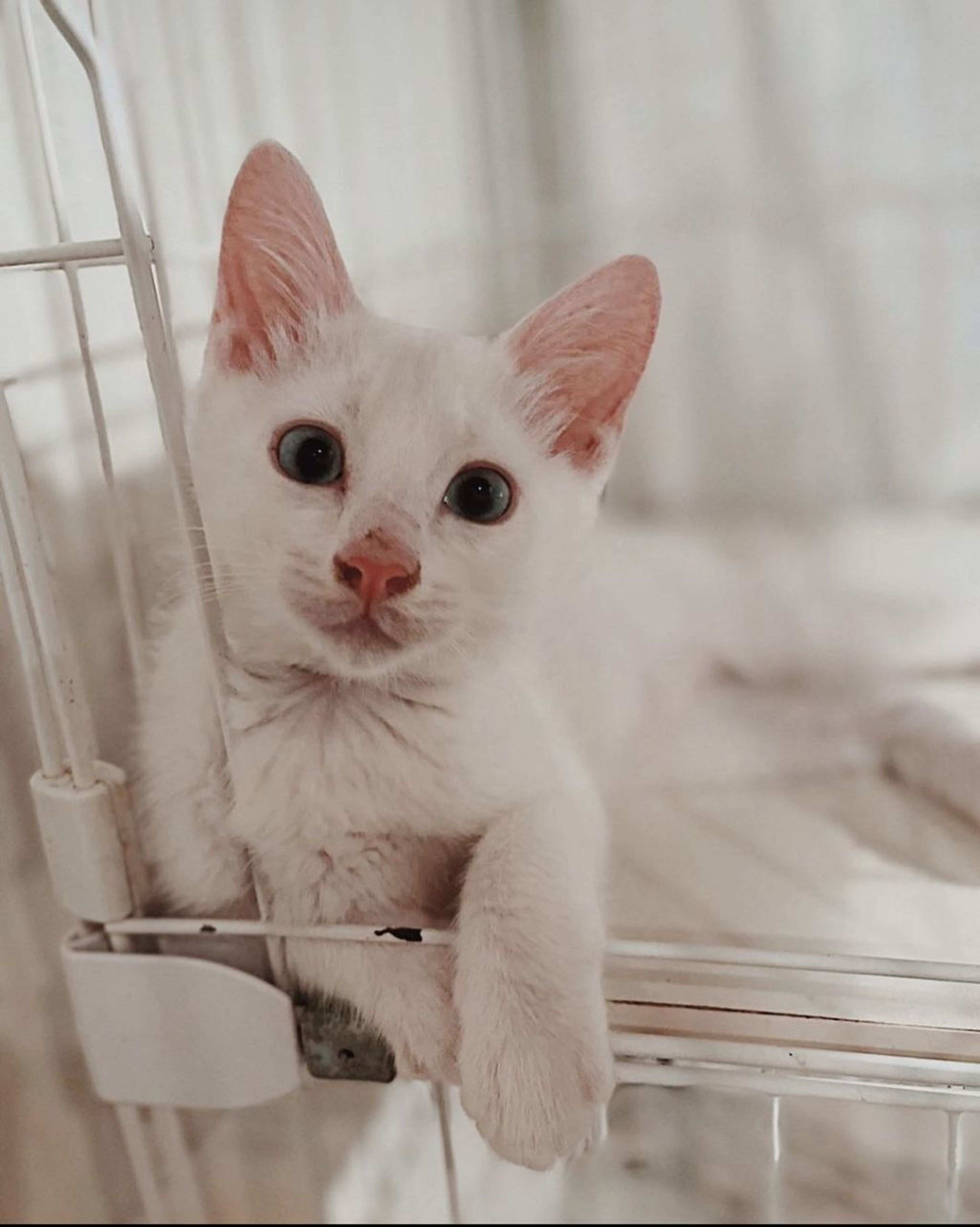 雑種（ミックス猫）・オスの里親募集の写真
