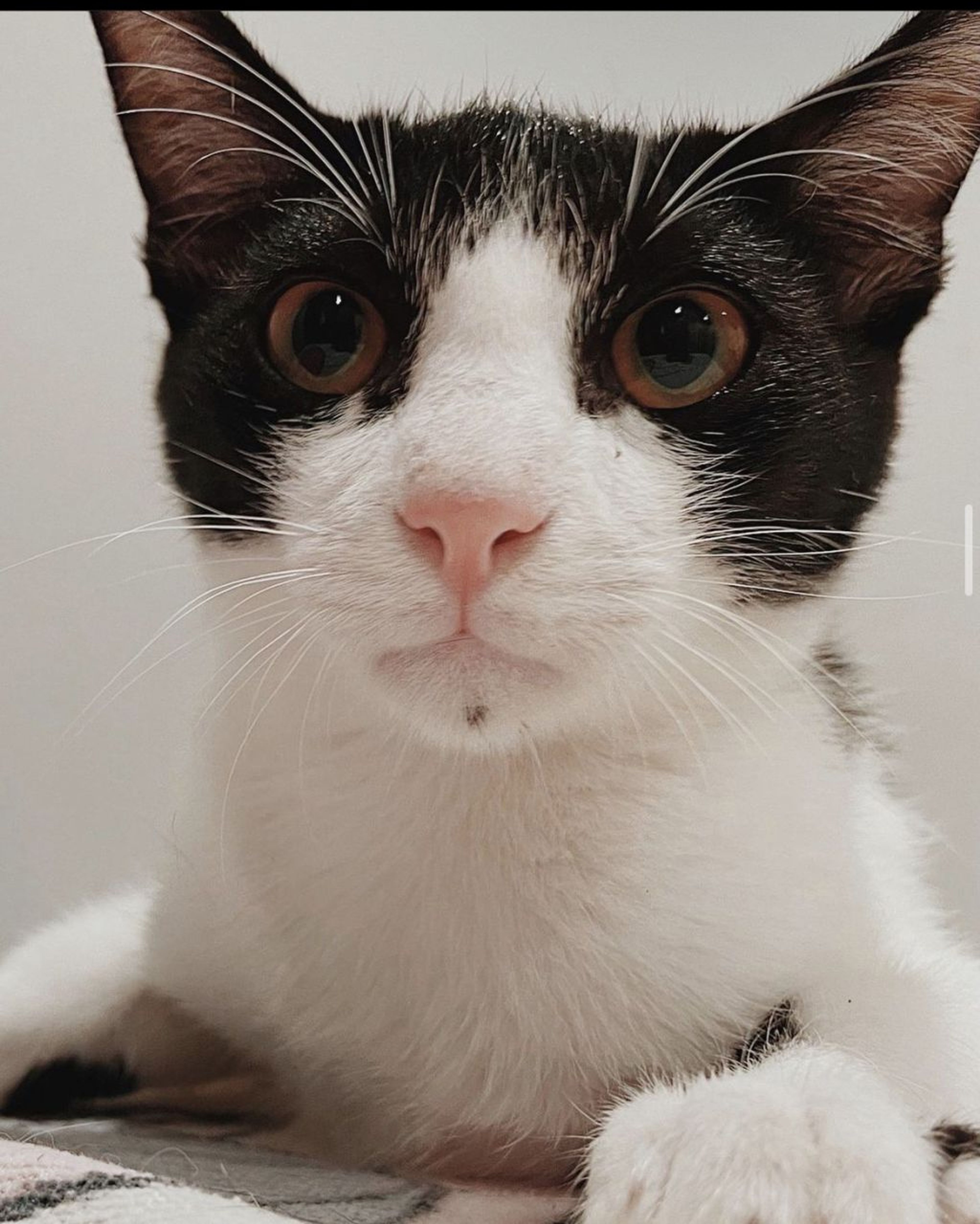 雑種（ミックス猫）・オスの里親募集の写真