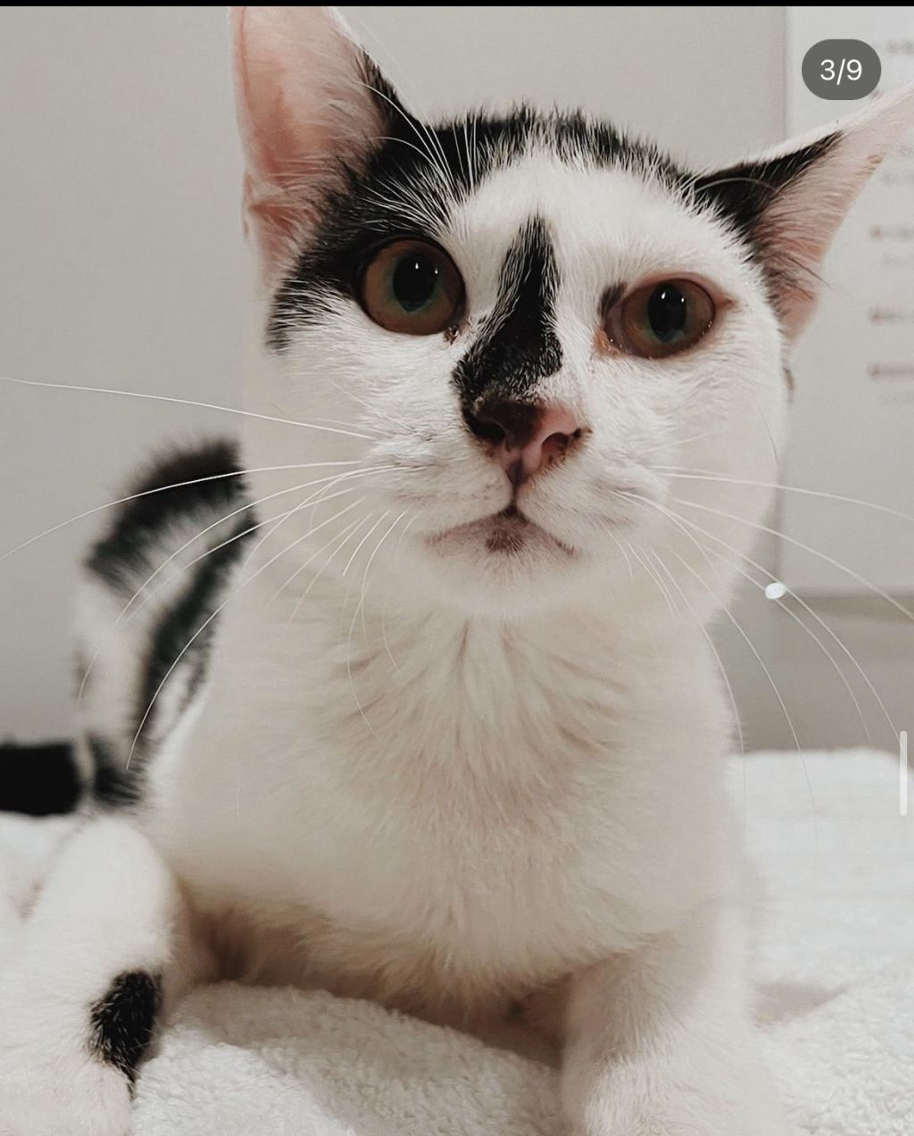 雑種（ミックス猫）・オスの里親募集の写真