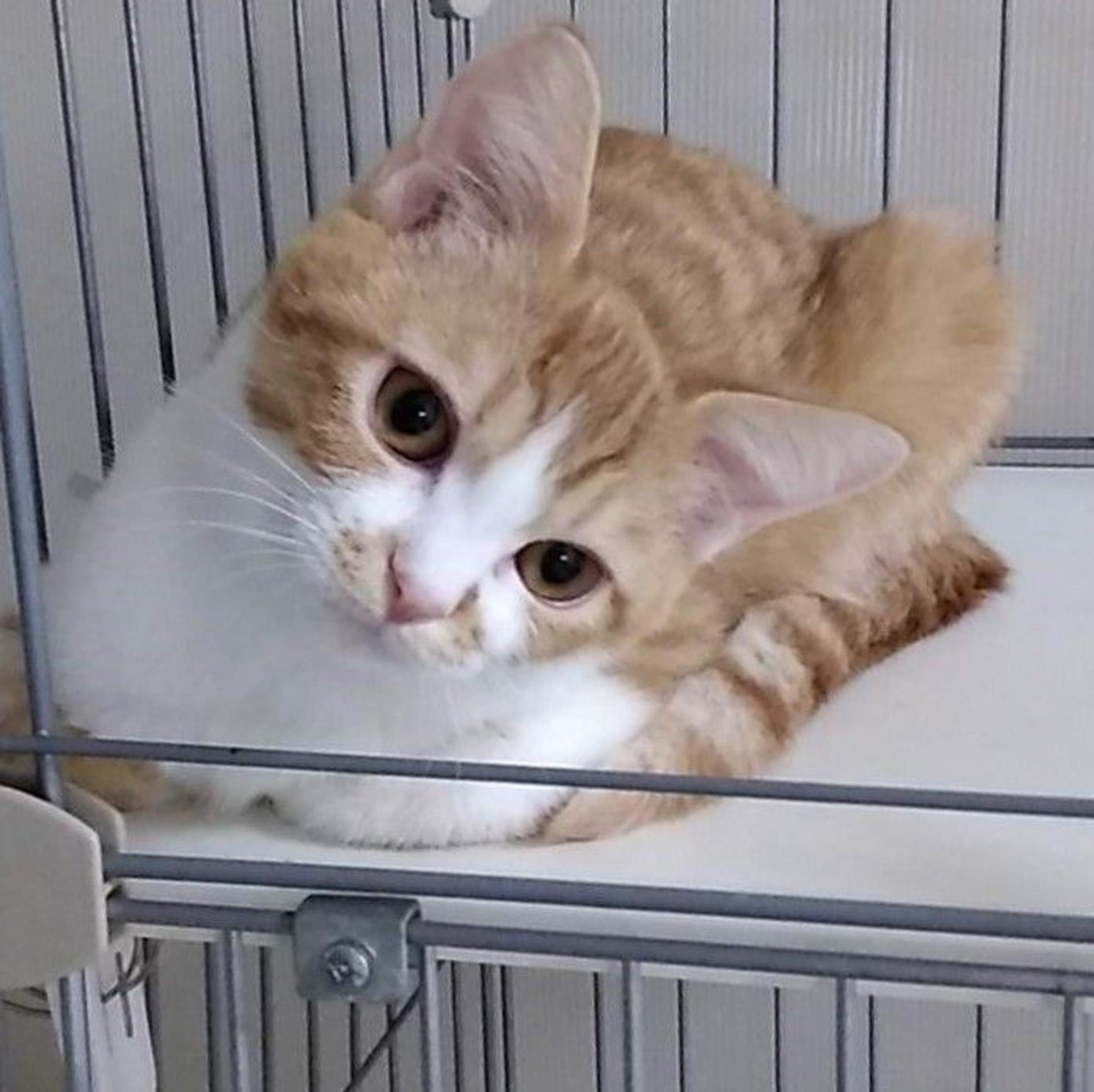 pet-image-3