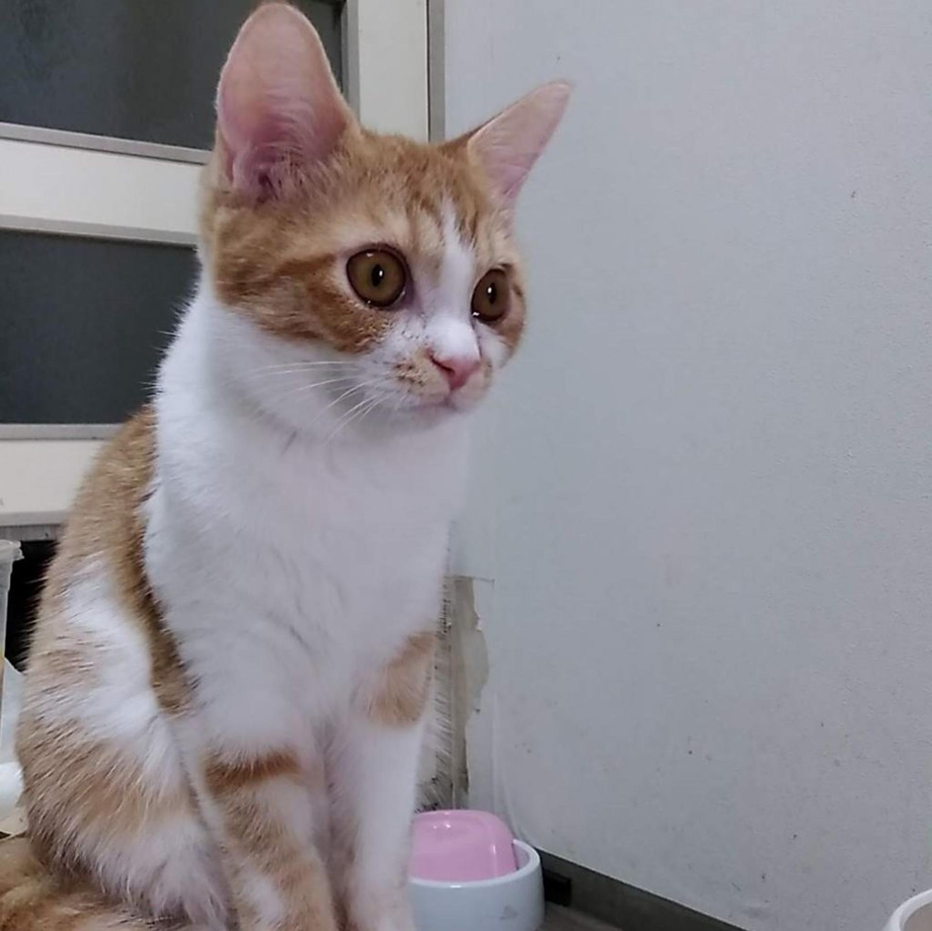 pet-image-4