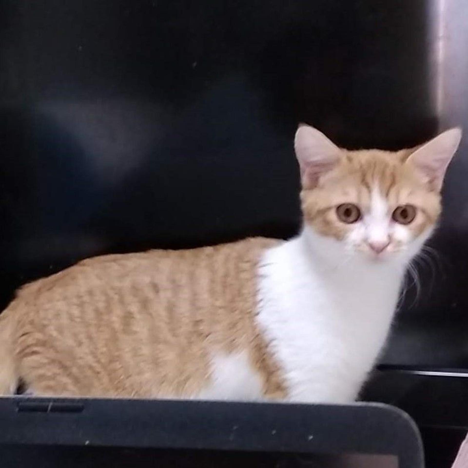 pet-image-6