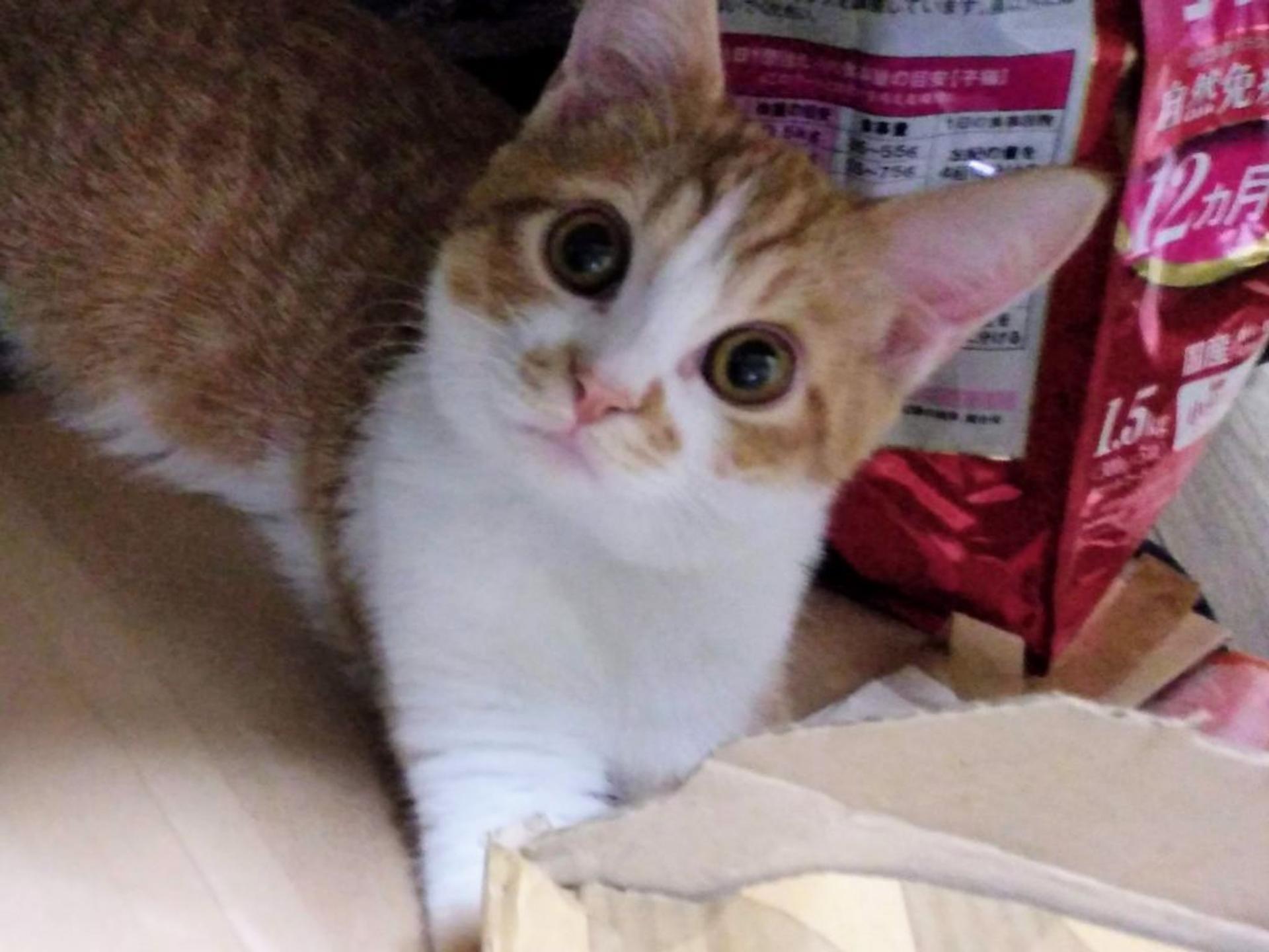 pet-image-7