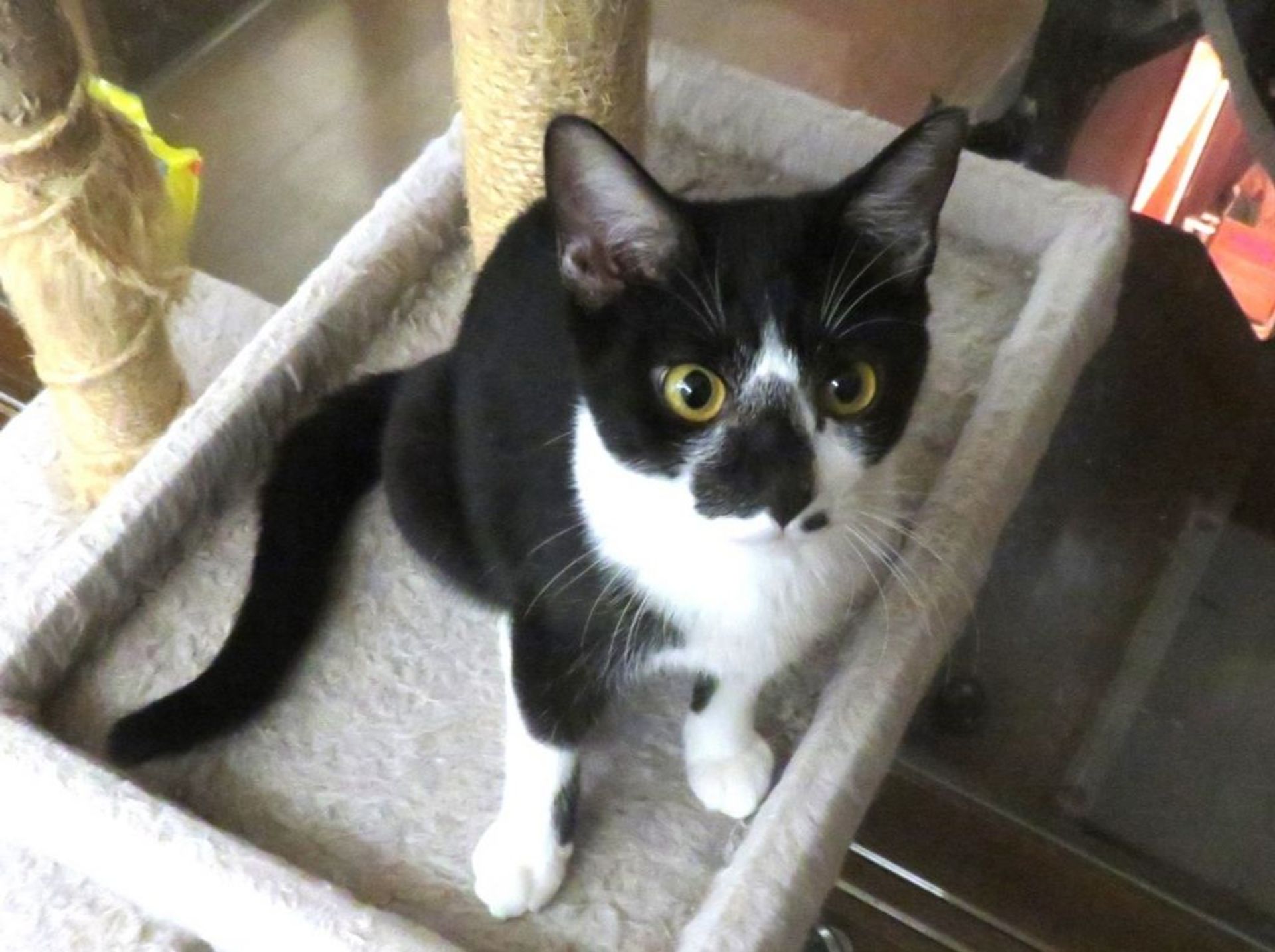 雑種（ミックス猫）・メスの里親募集の写真