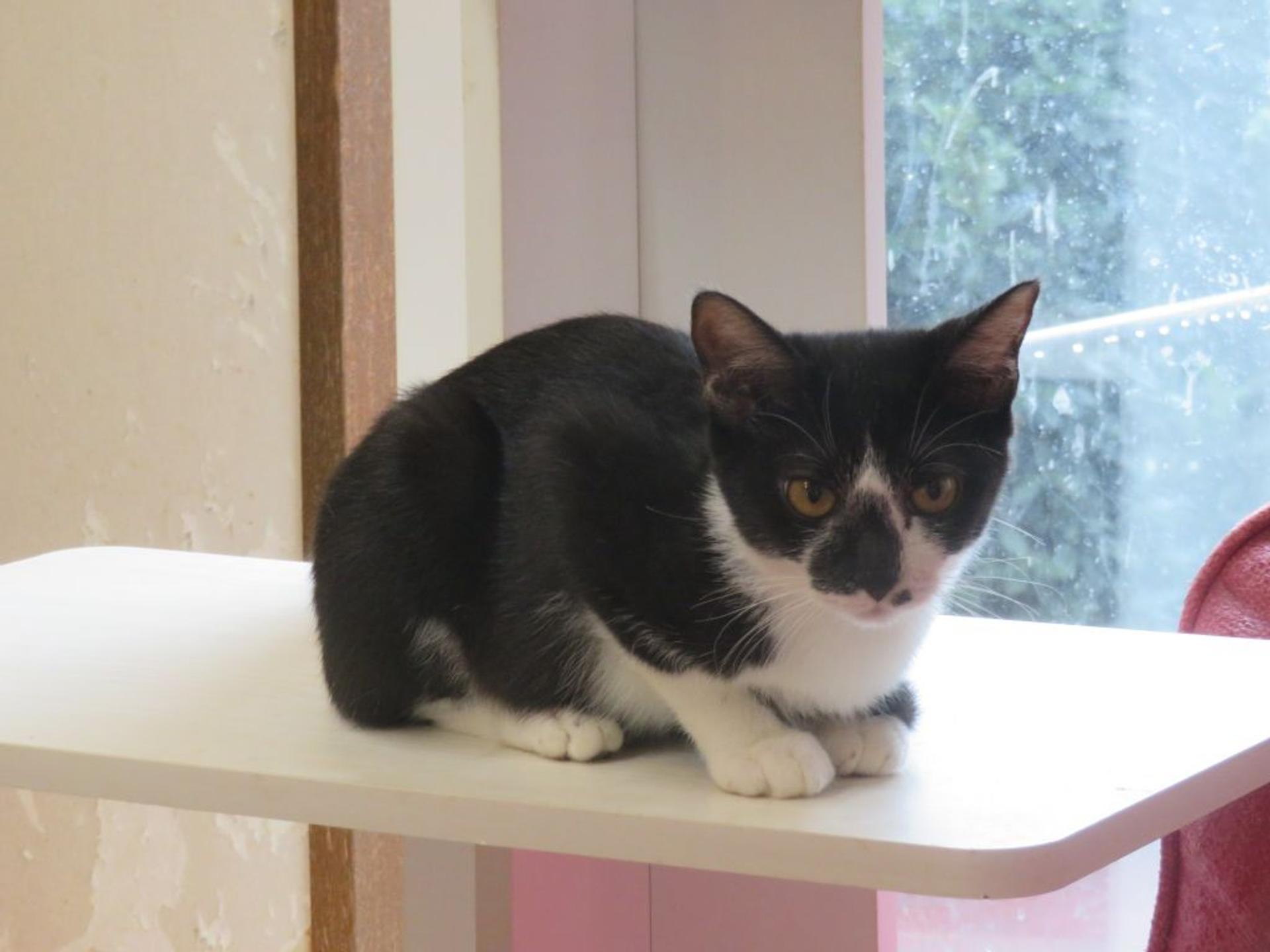 pet-image-3
