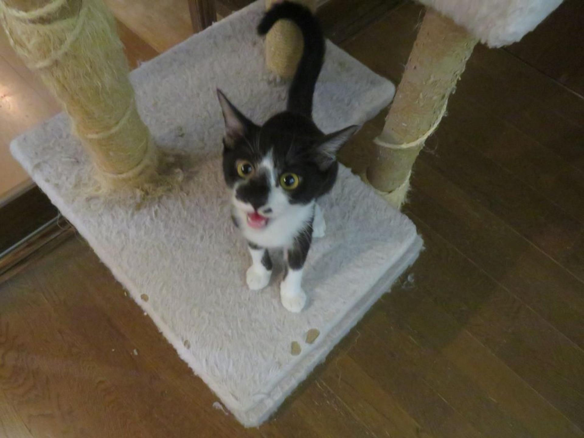 pet-image-4