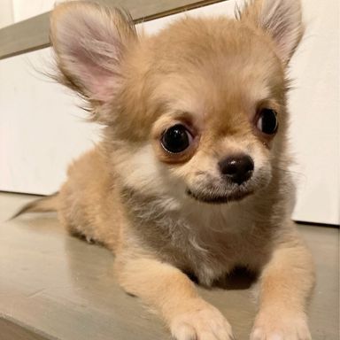ポポロ