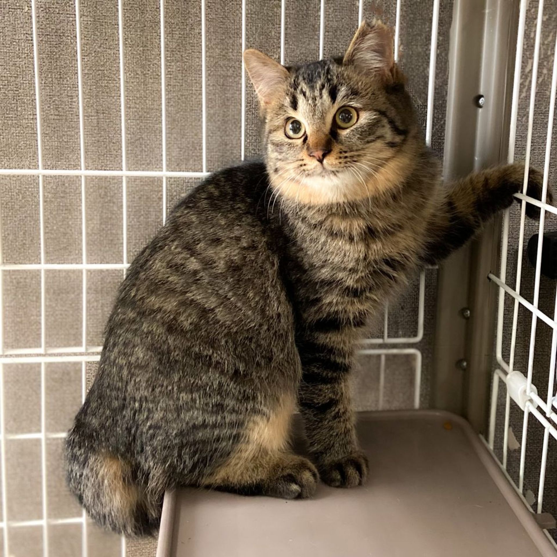 雑種（ミックス猫）・メスの里親募集の写真